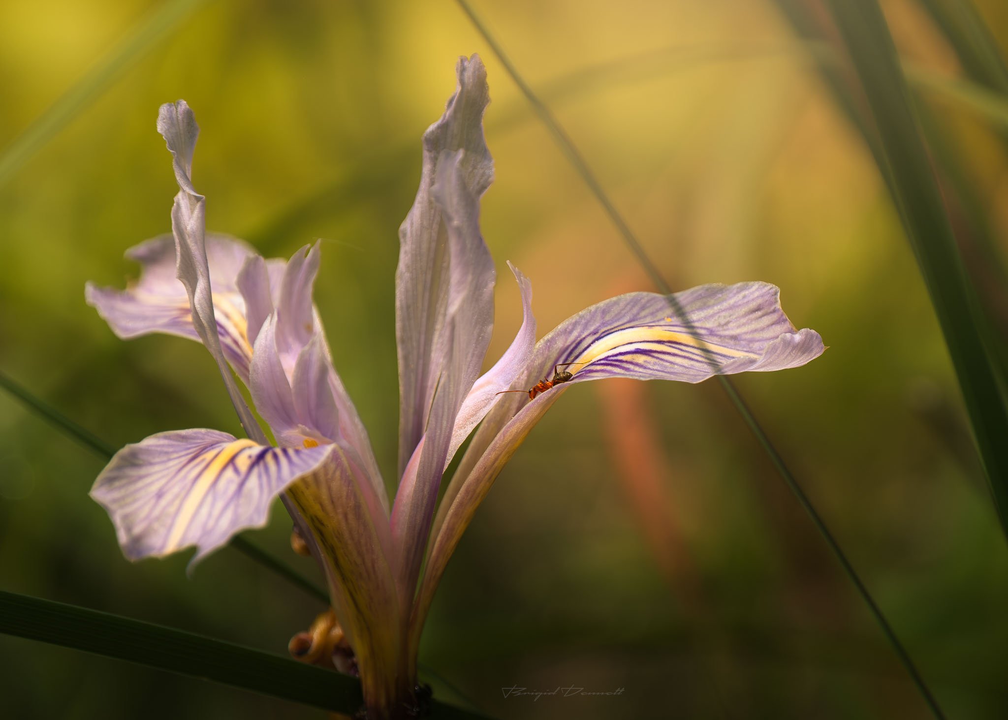 DSCF7087-2.jpg