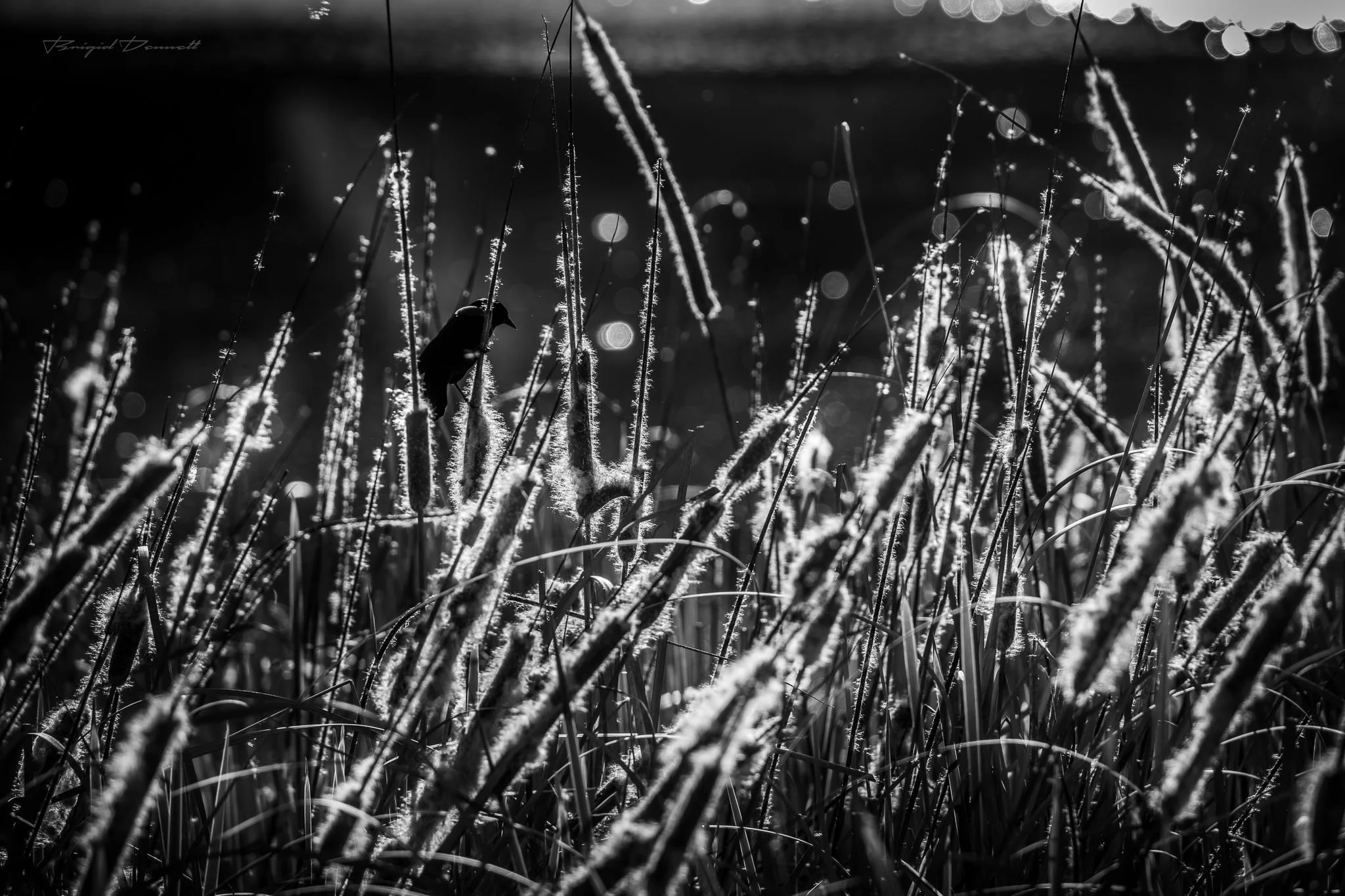 DSCF3074.jpg