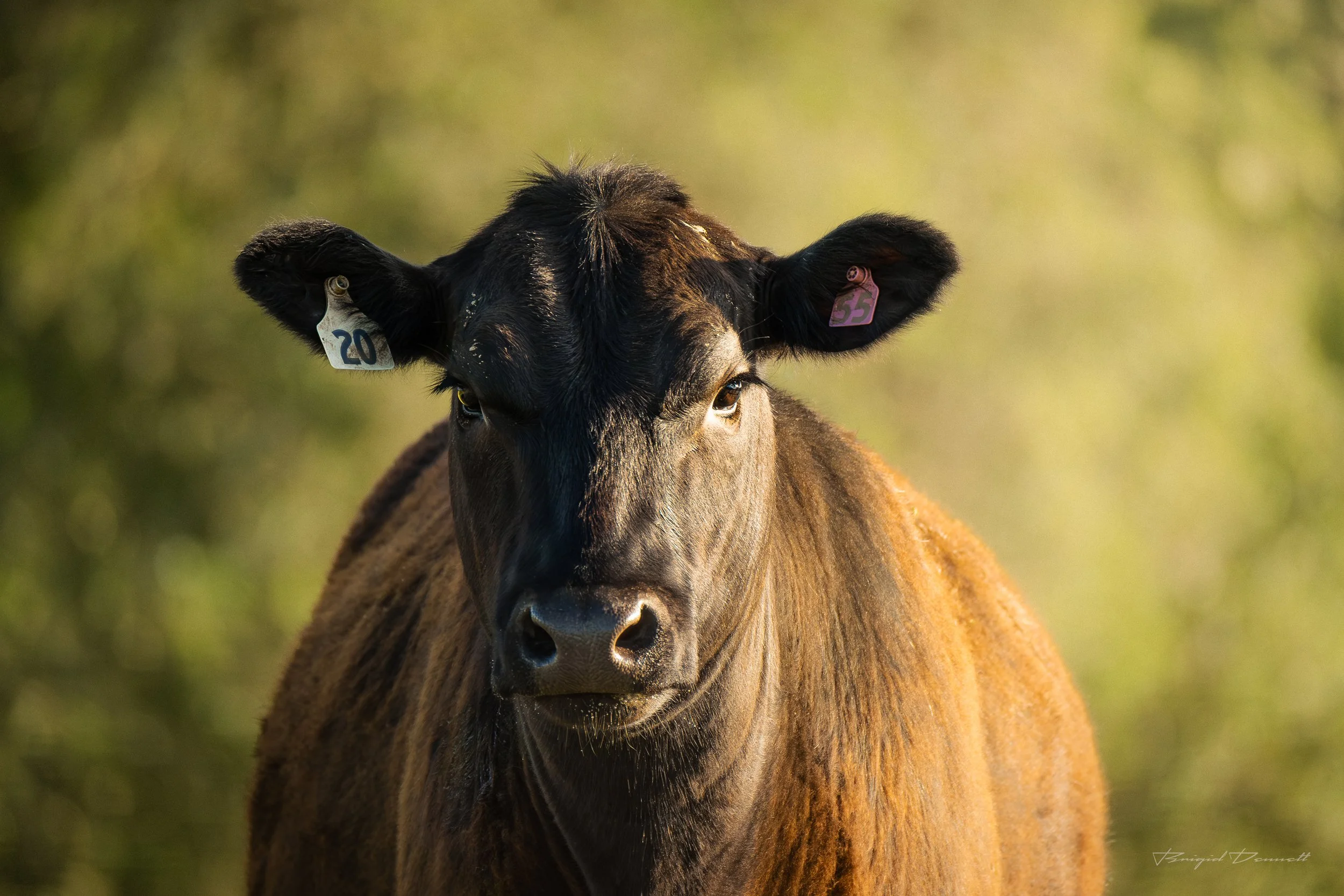 Close-up of a brown cow with black ears and neck, wearing two ear tags numbered 20 and 55, standing in front of a blurred green background.
