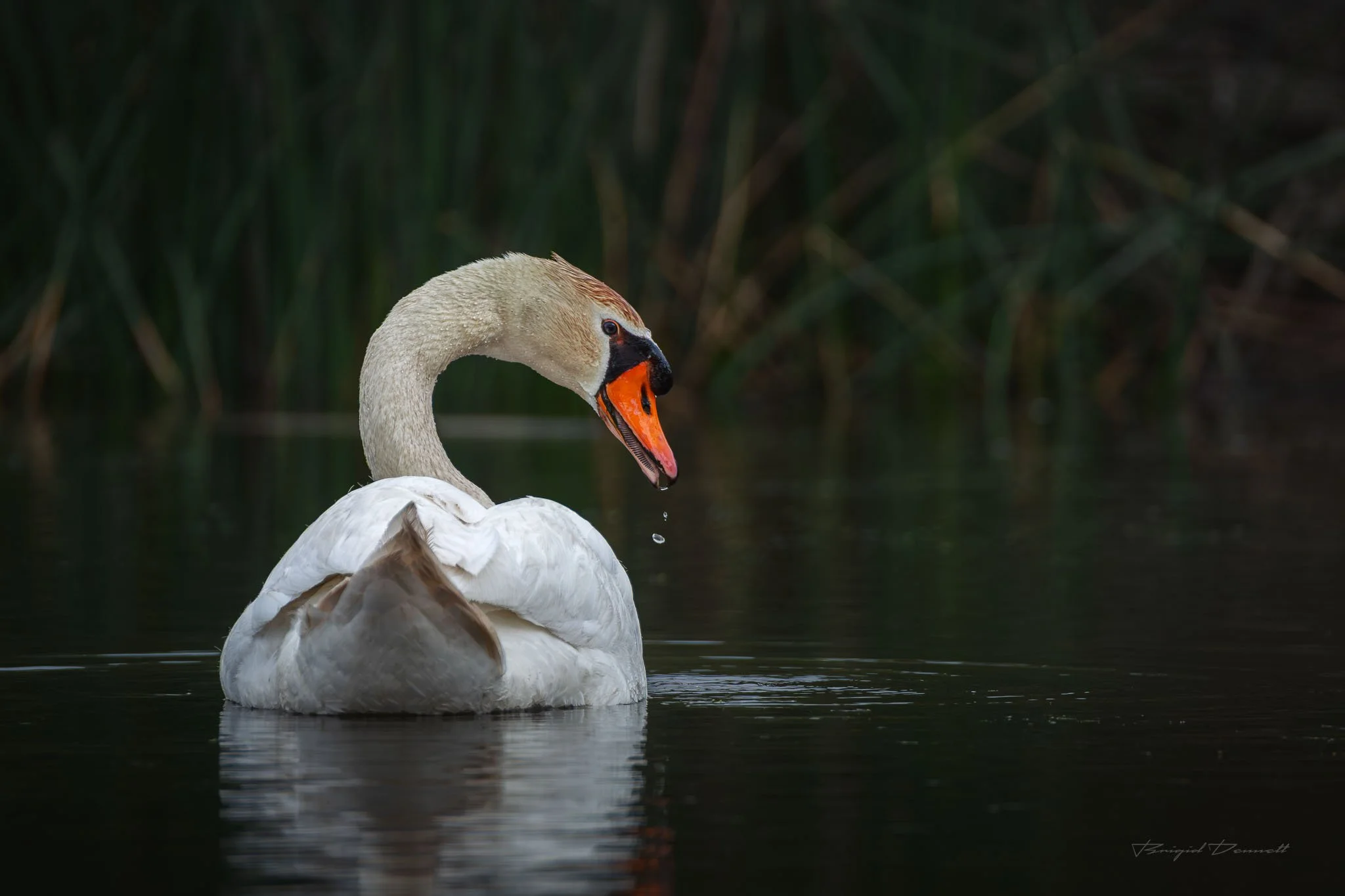 DSCF4863.jpg