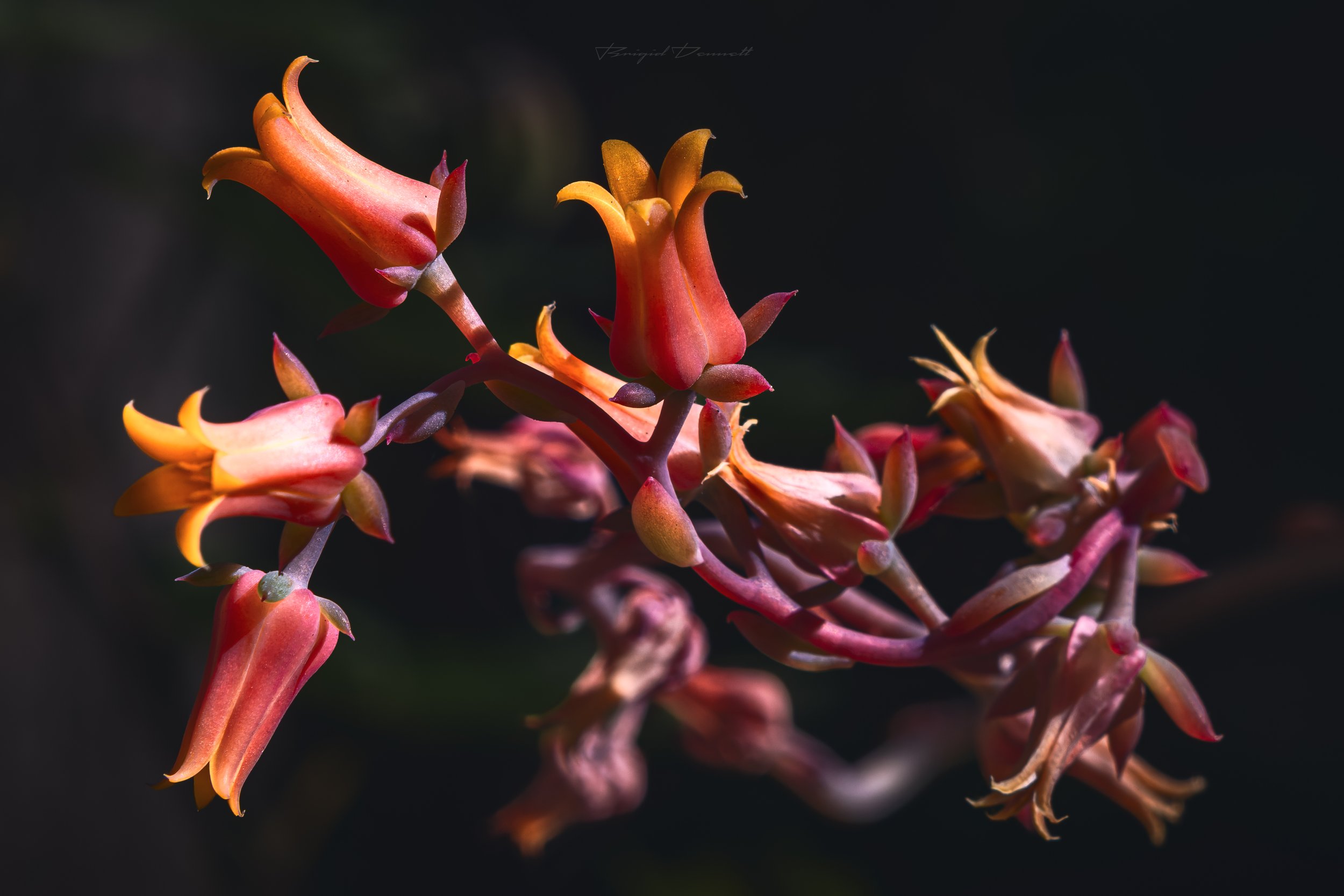 DSCF7452-5.jpg