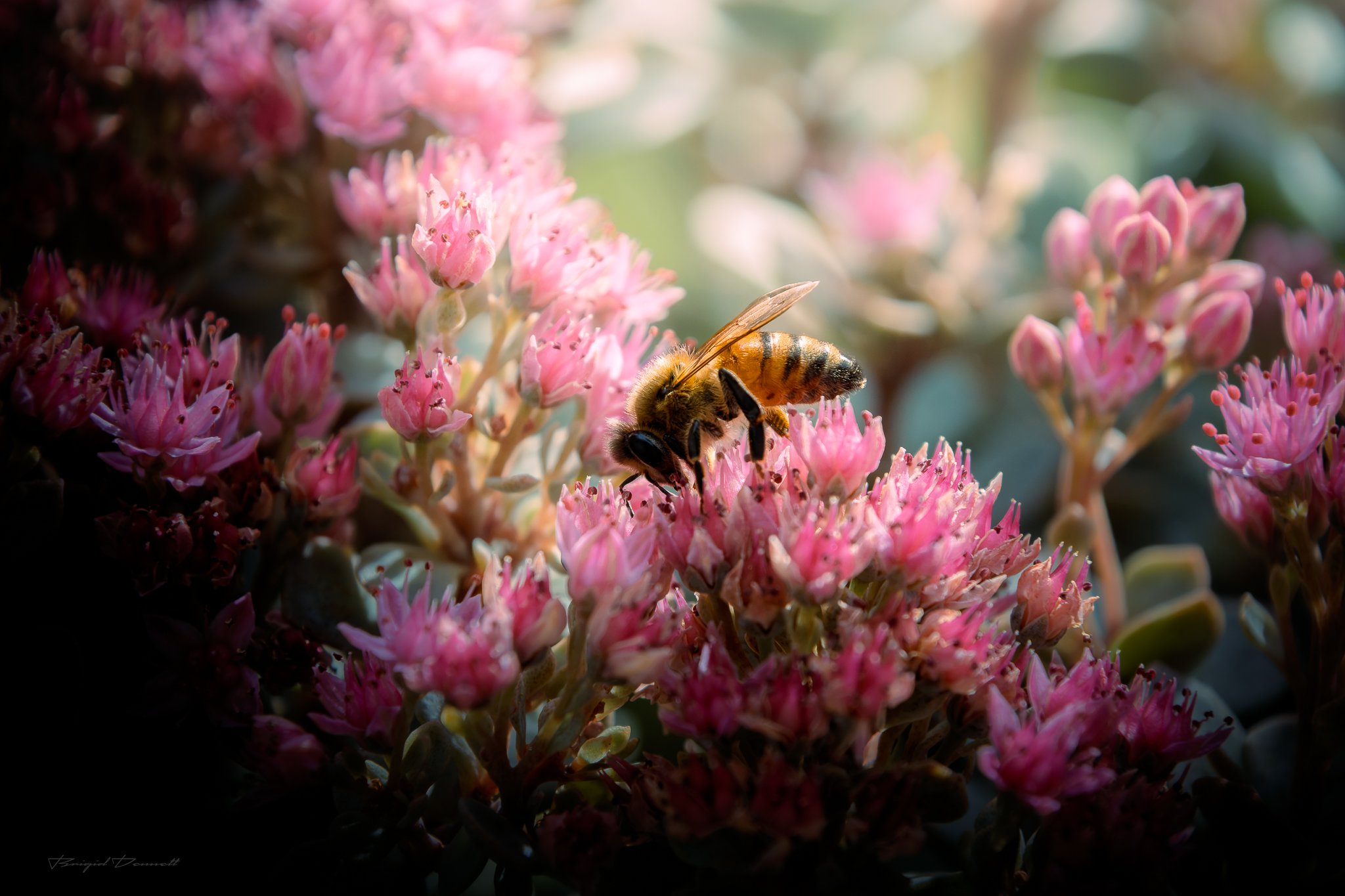 DSCF9567-3.jpg