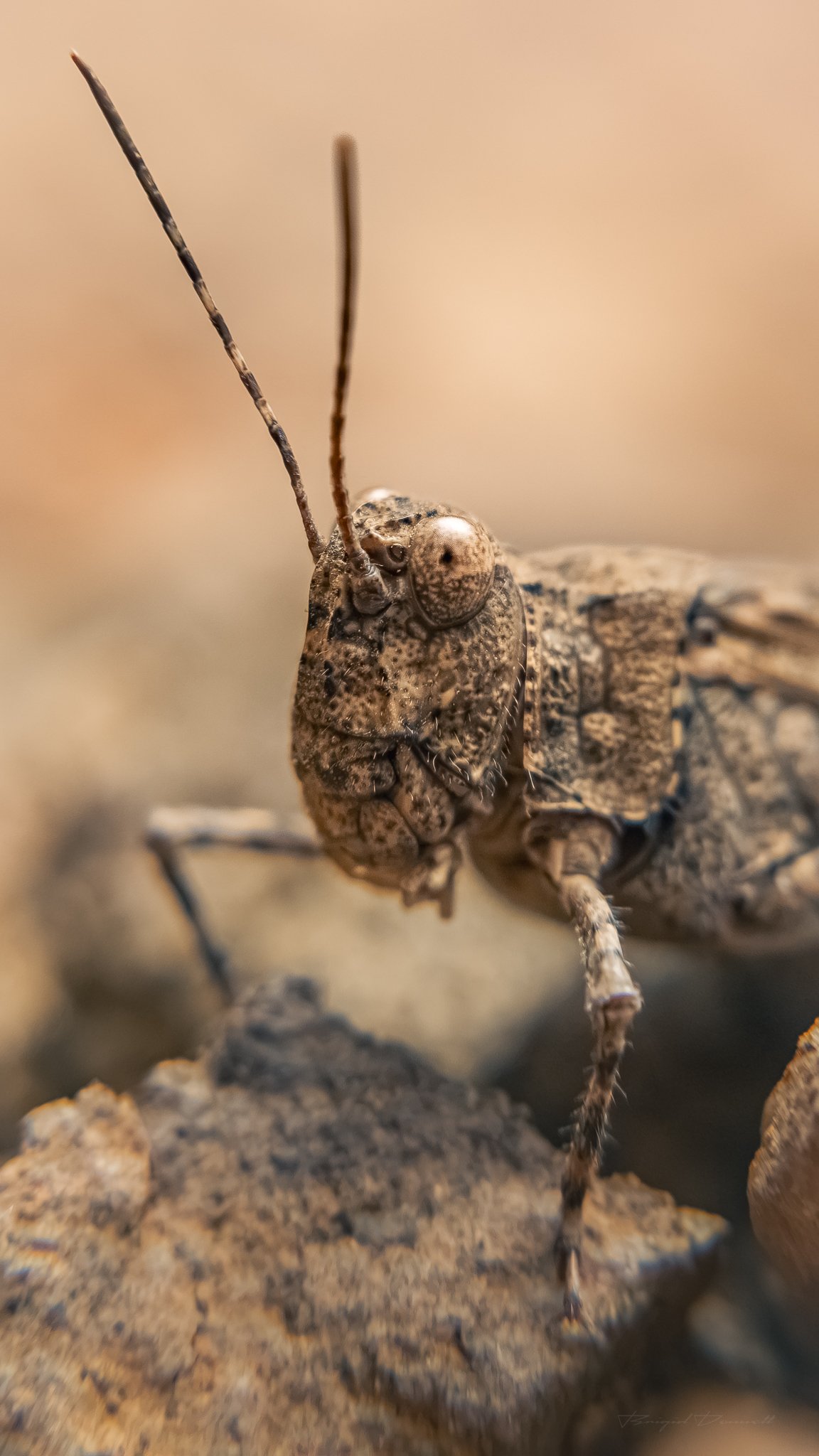 Close-up of a small insect or crustacean with detailed textured body, long antennae, and multiple legs on a rocky surface.