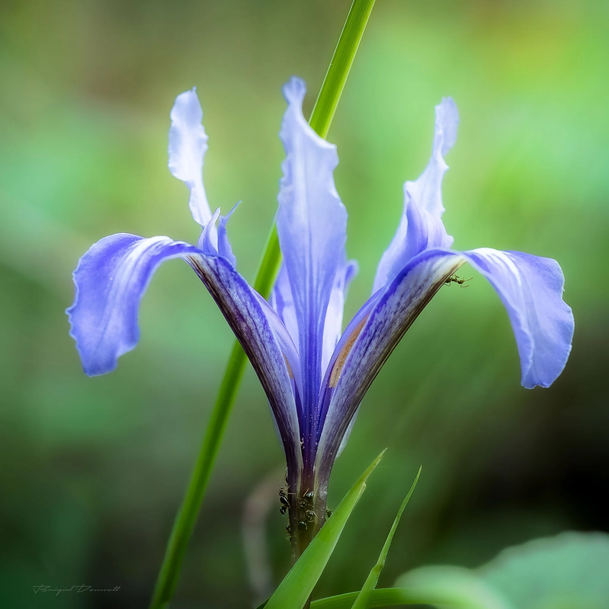 DSCF1276-7.jpg