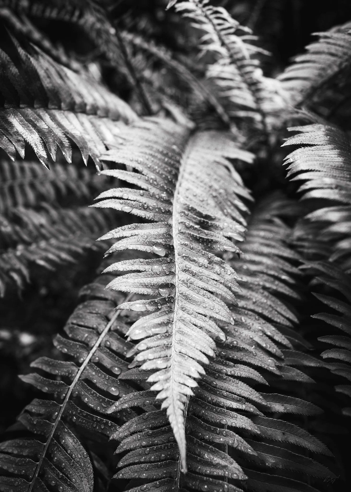 DSCF3156-2.jpg