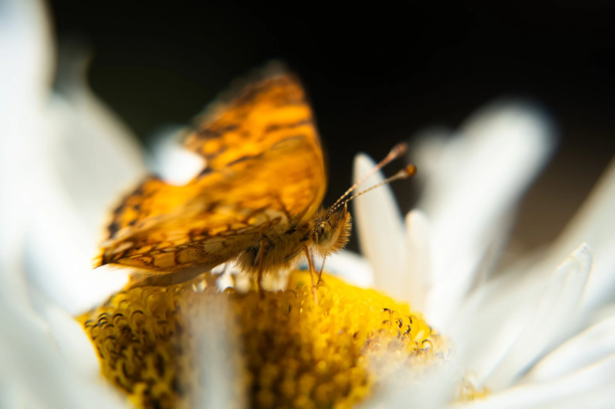 A close-up of a butterfly perched on a yellow flower, with white petals surrounding the flower.