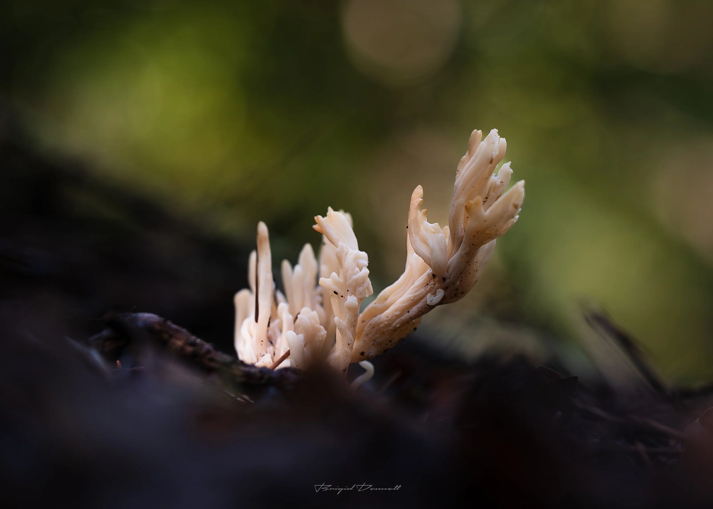 DSCF3639.jpg