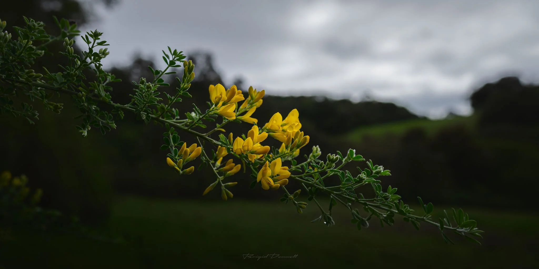 DSCF6145.jpg