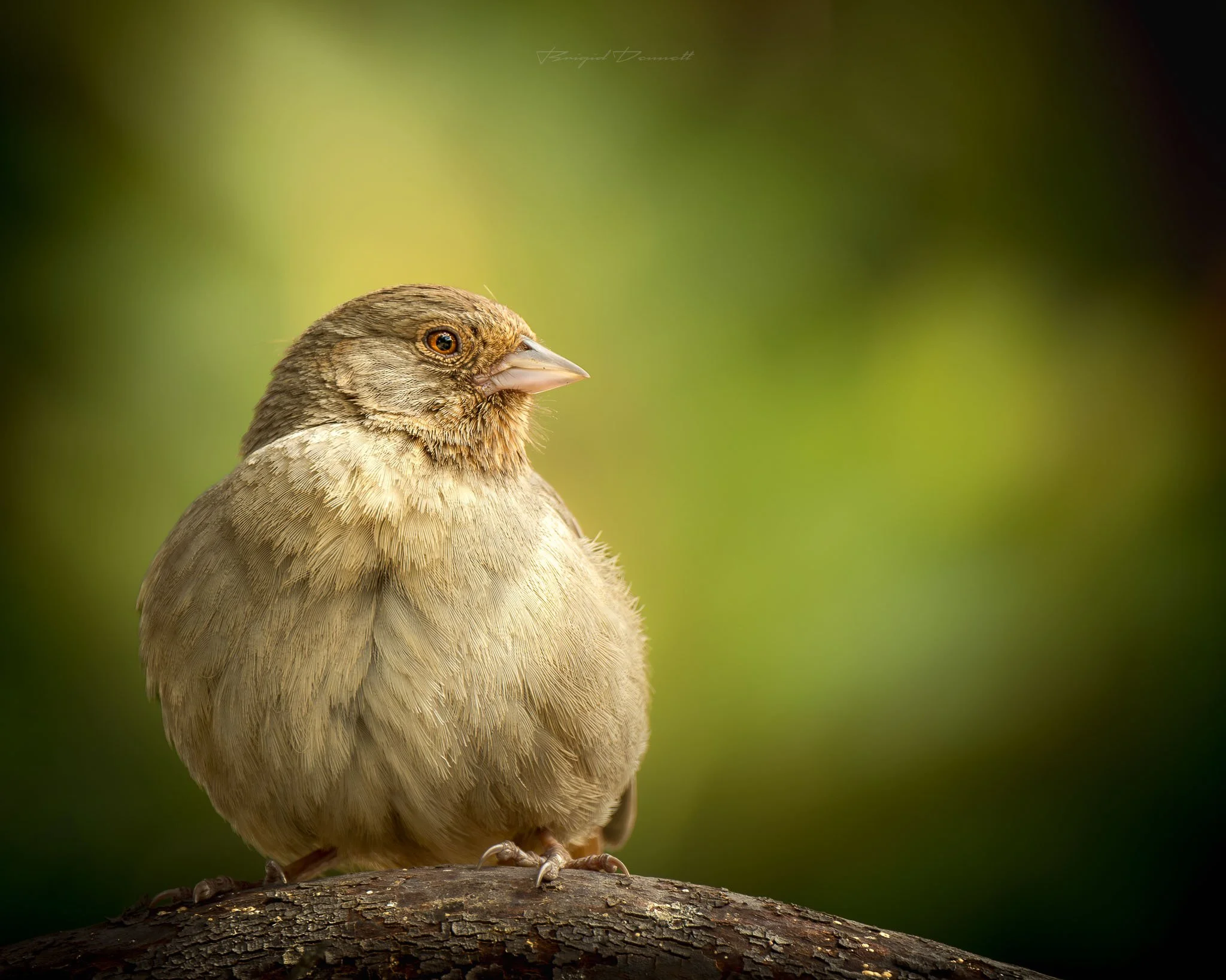 A small bird with brown and beige feathers perched on a dark textured branch, set against a blurry green background.
