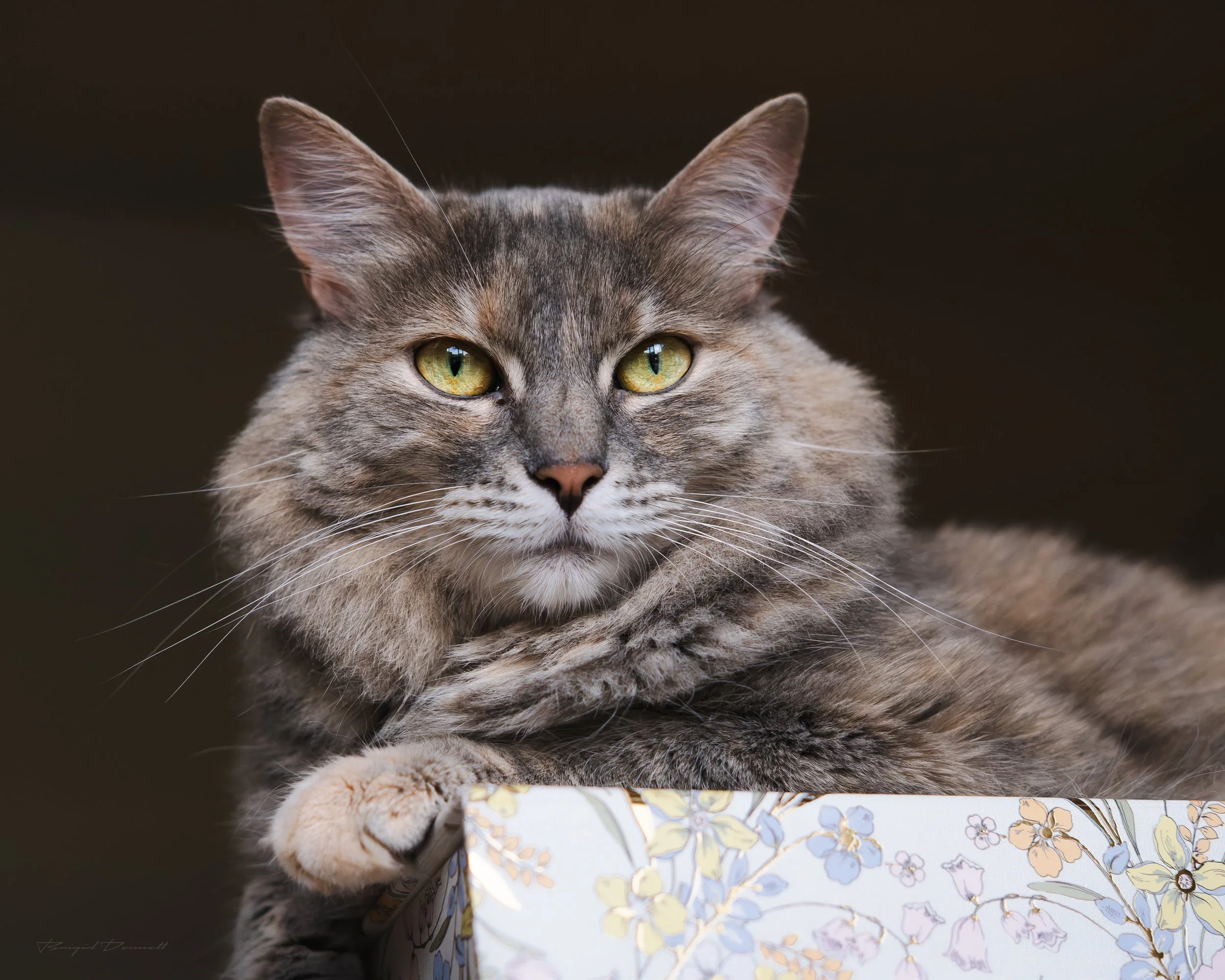 Close-up of a gray tabby cat with green eyes, holding a decorated gift box with paws.