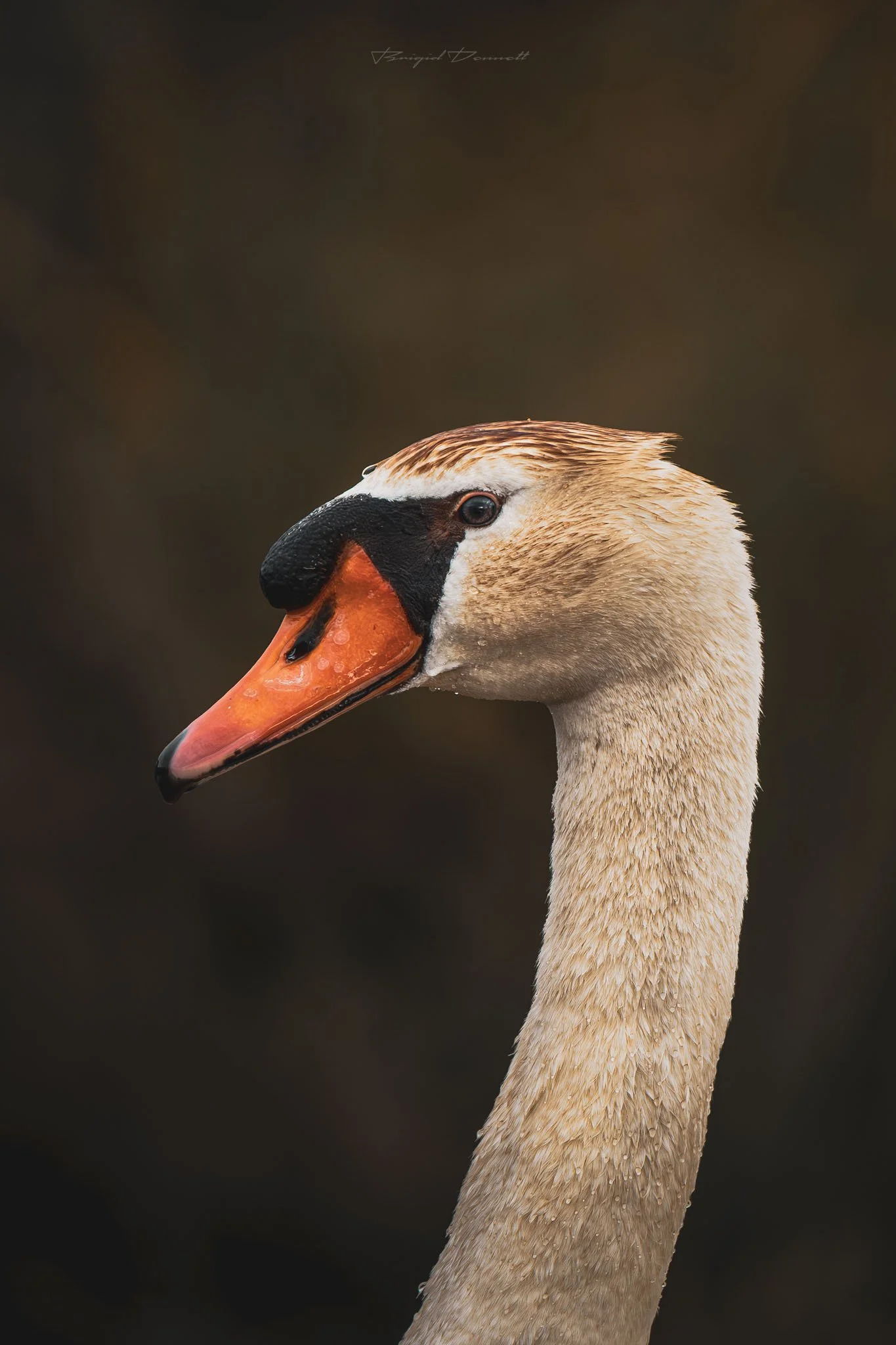 DSCF4888.jpg