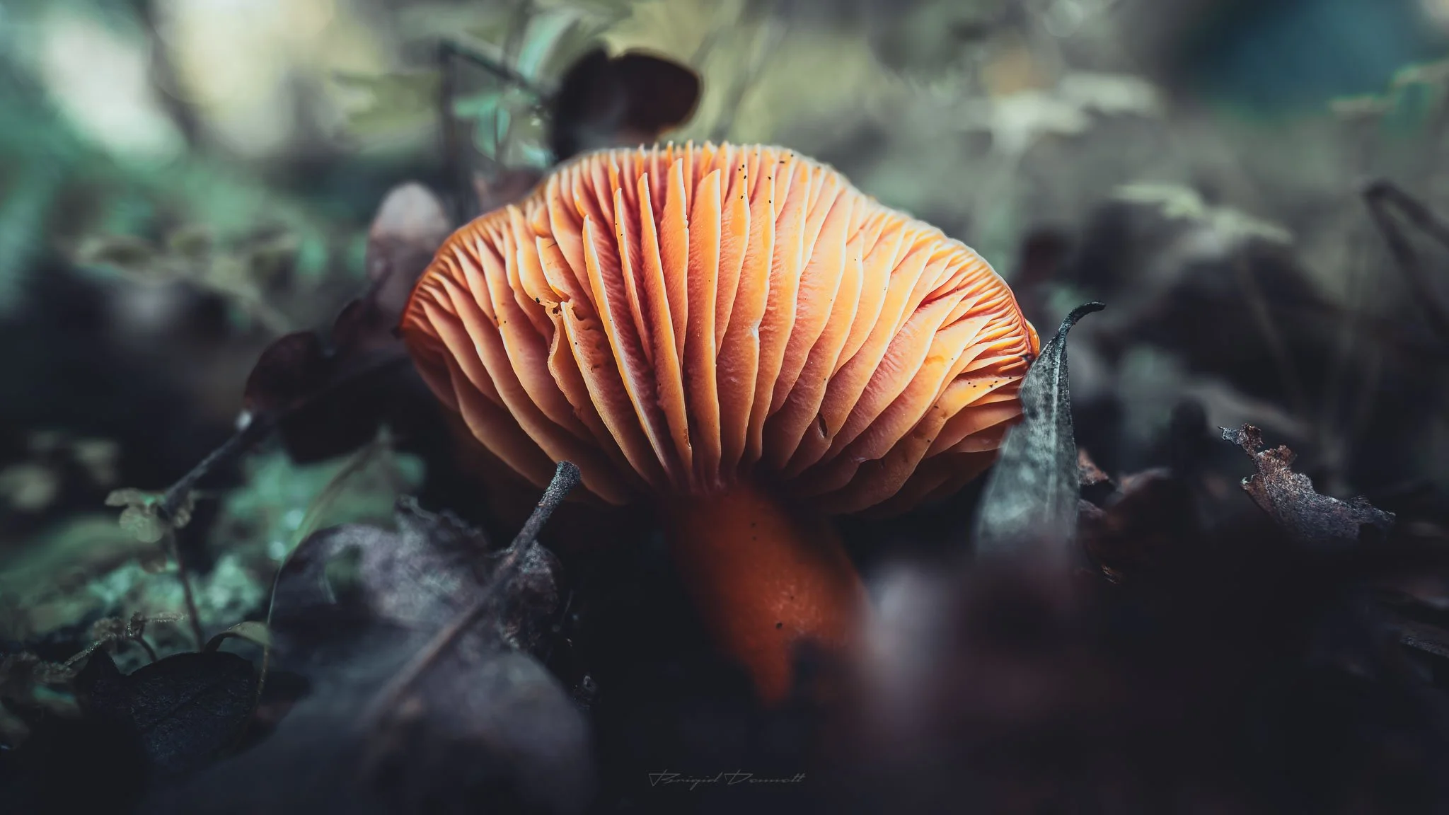DSCF6616.jpg