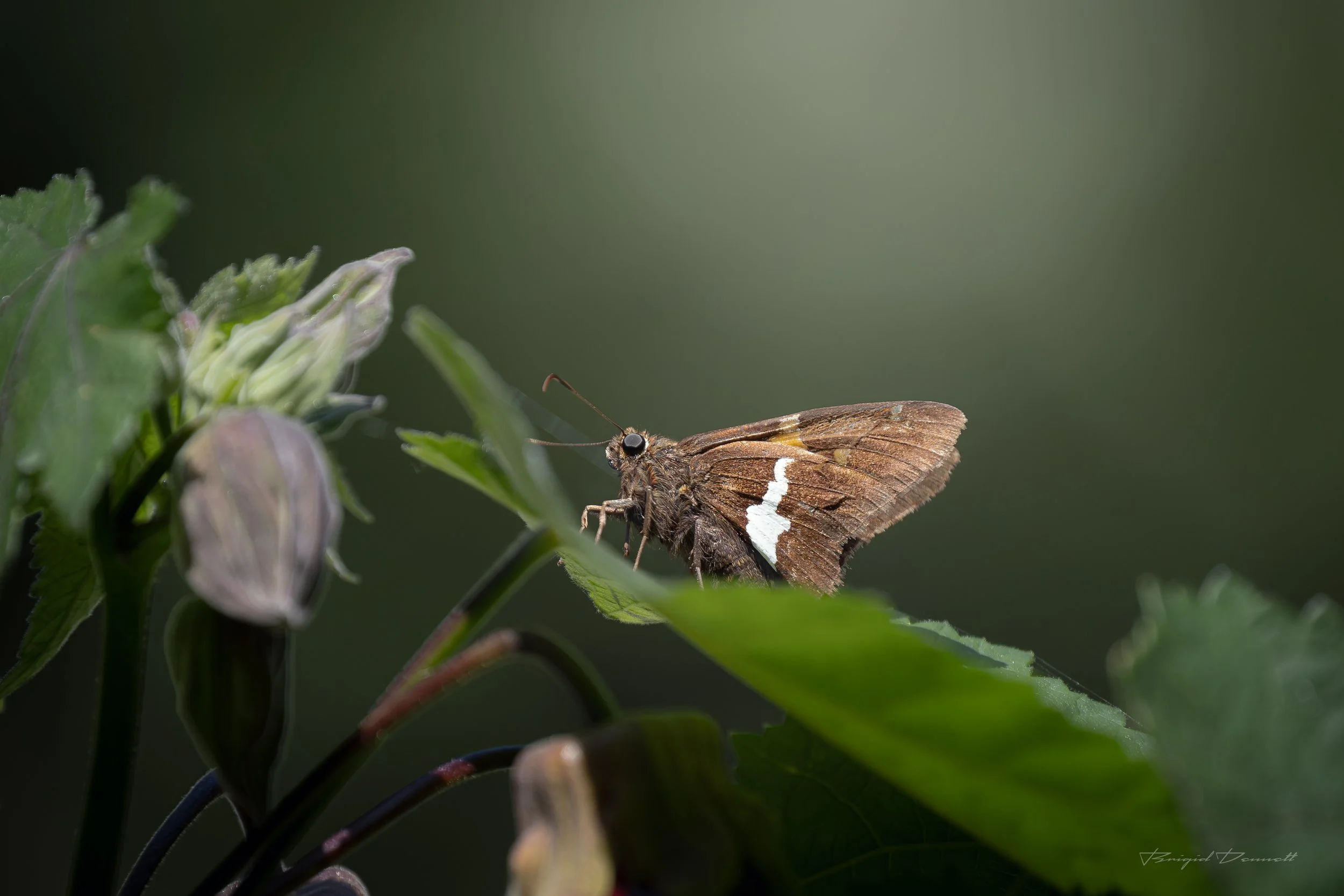 DSCF6210.jpg
