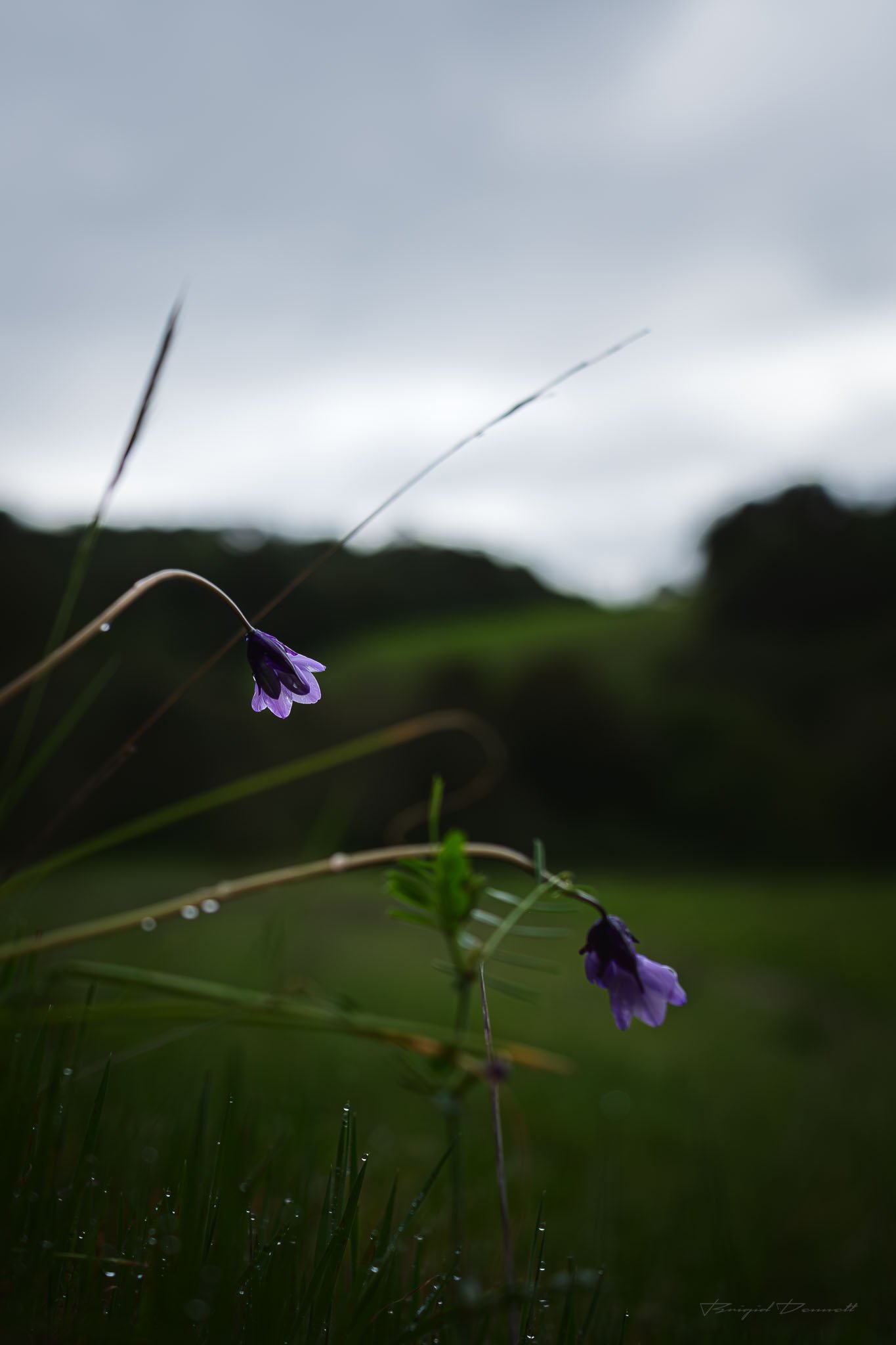 DSCF6126.jpg