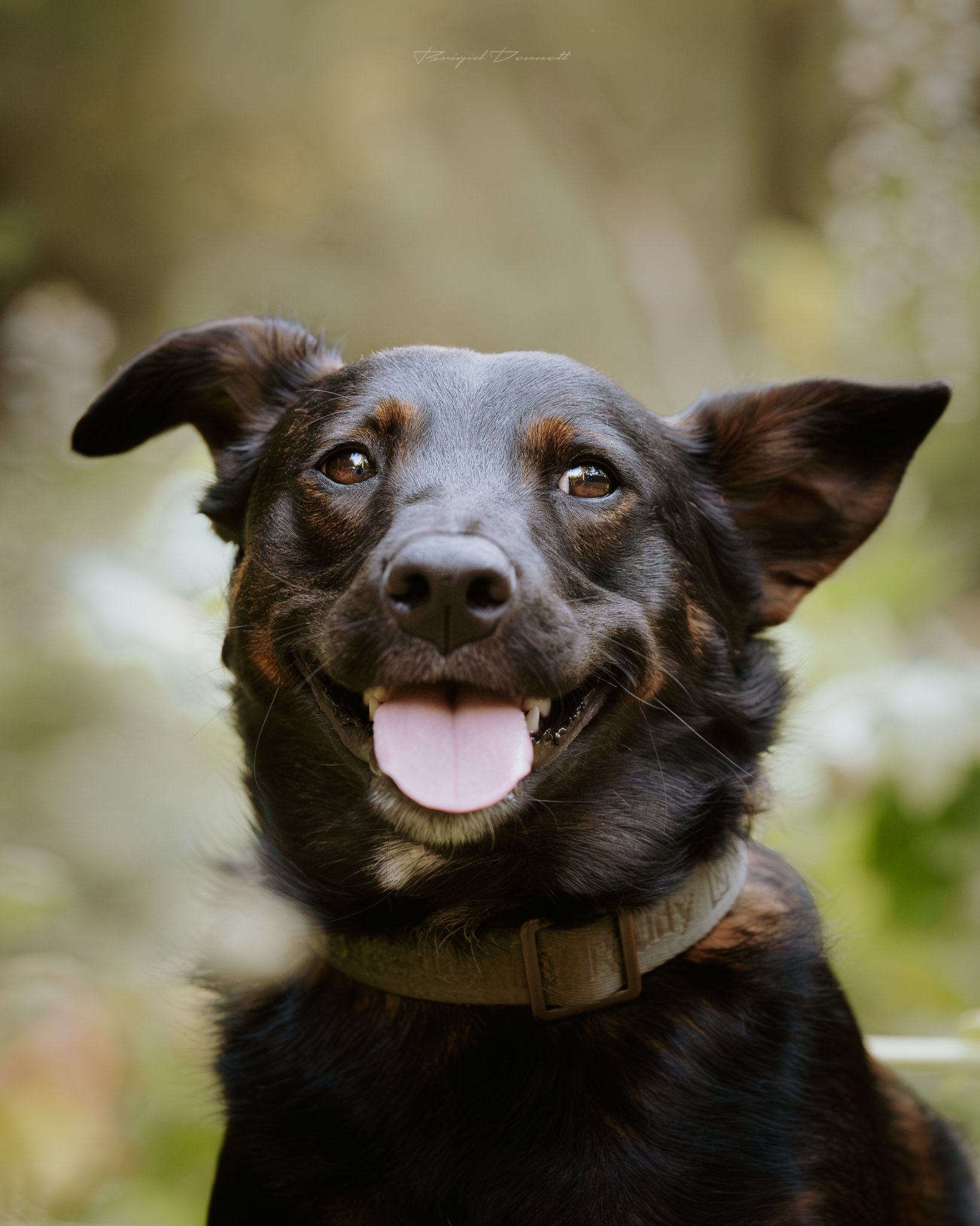 Close-up of a black dog with brown eyes and its tongue sticking out, outdoors with blurred green background.