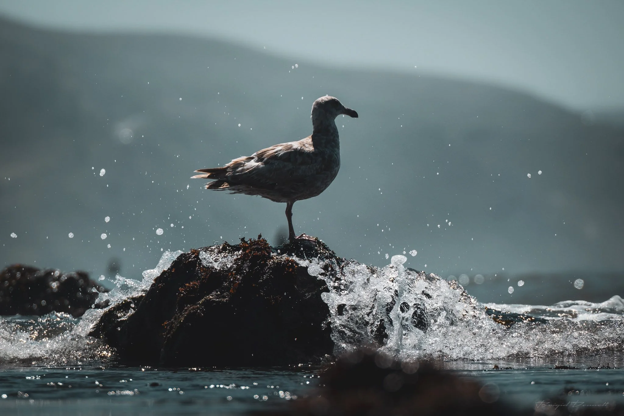 A bird, possibly a seagull, standing on a rock in the water with splashing waves and droplets around
