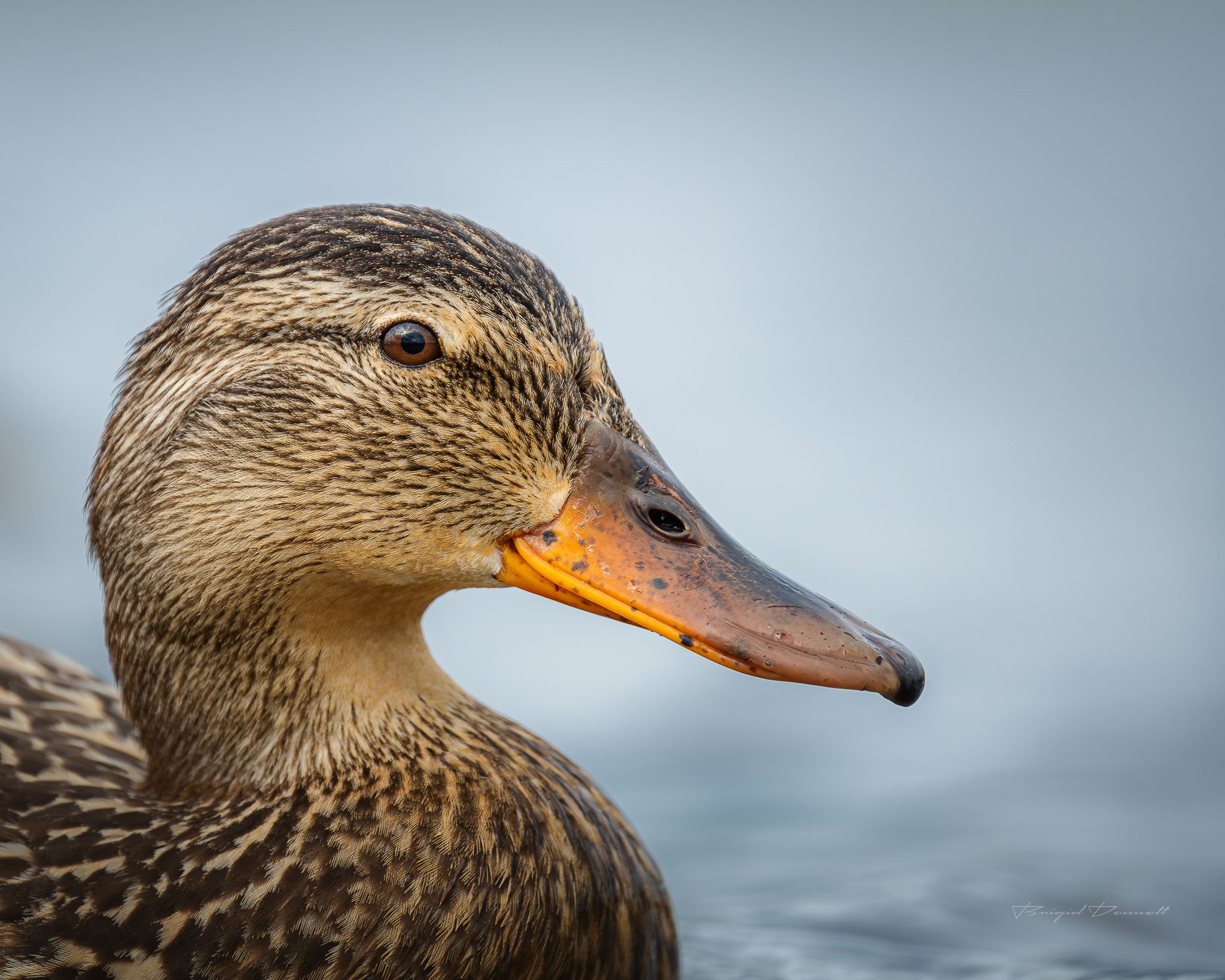DSCF4080-3.jpg