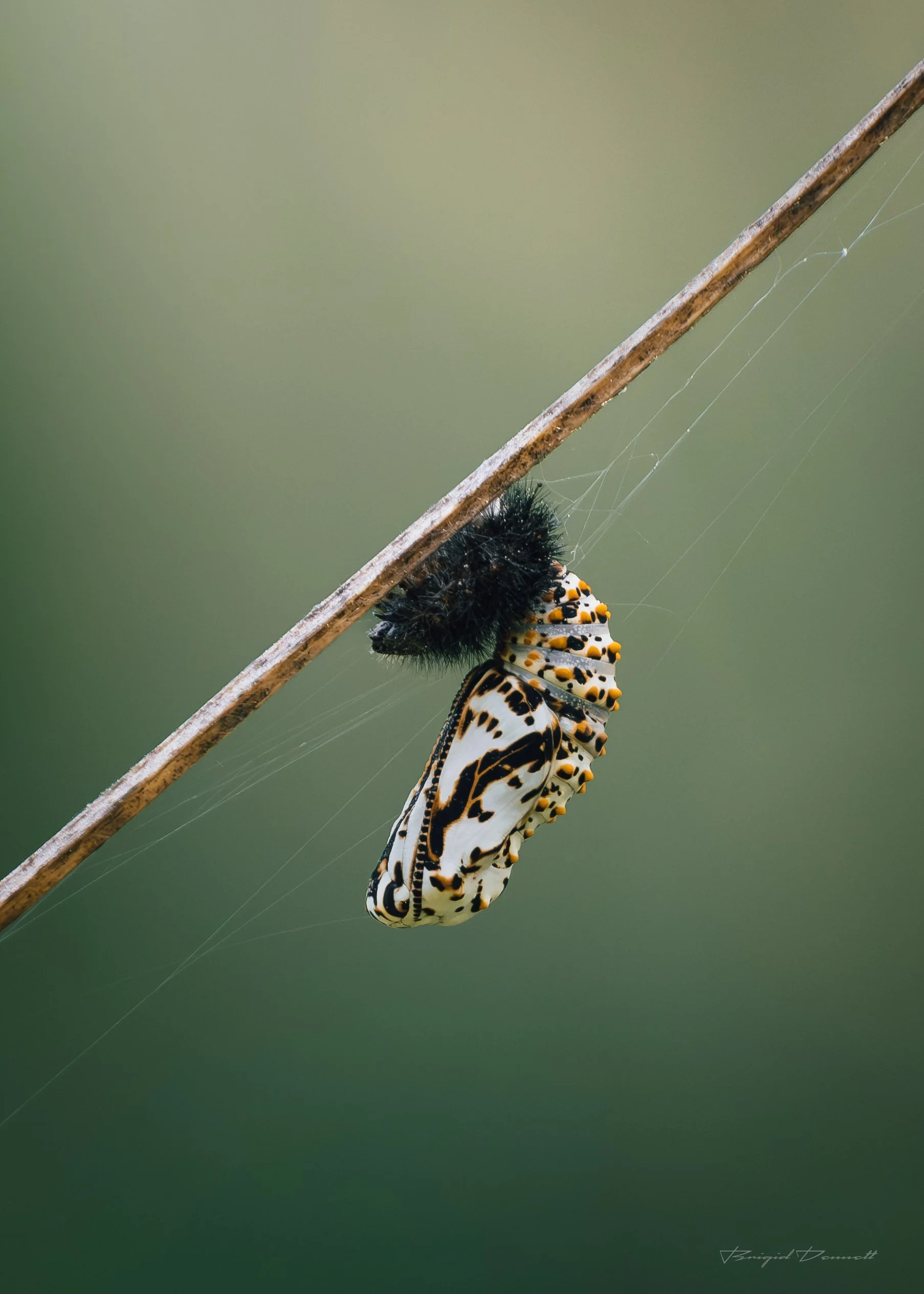 DSCF9858.jpg