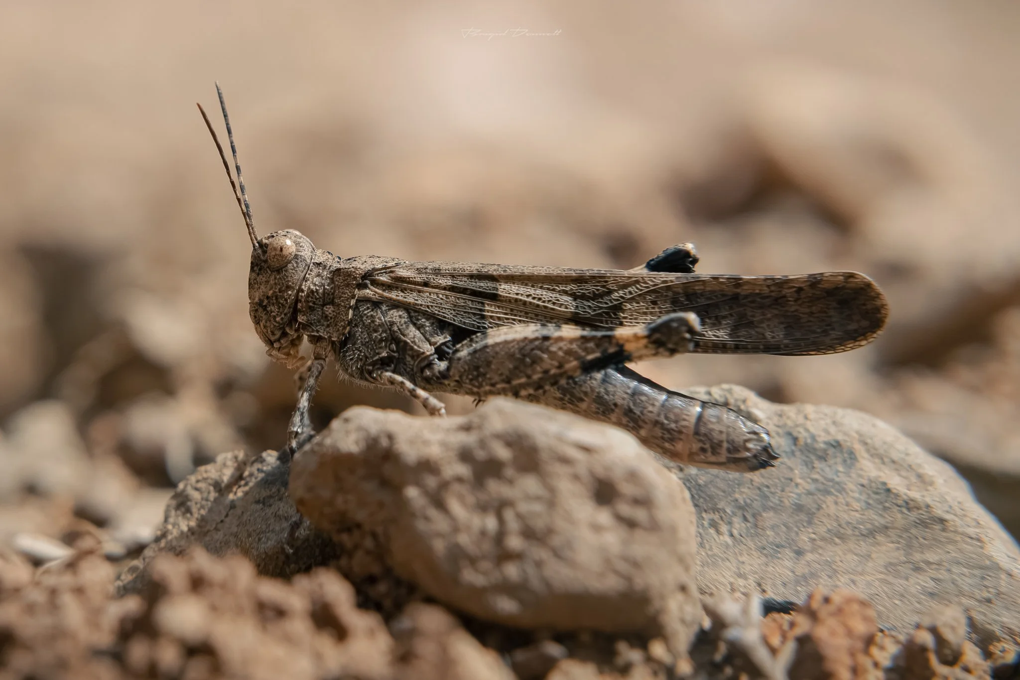 Close-up of a grasshopper resting on a rocky surface, with a blurred background.