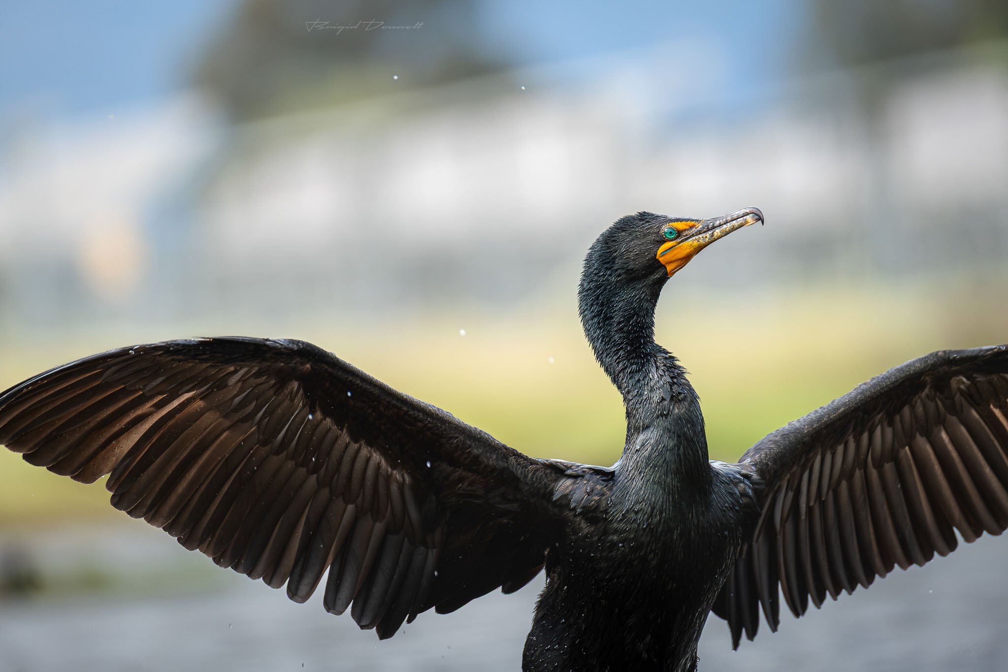 A close-up of a black cormorant bird with its wings spread open, displaying detailed feather patterns, and water droplets on its body, with a blurred background.