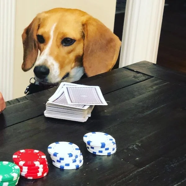 When Daisy's Not On The Job-Part 1 🐾