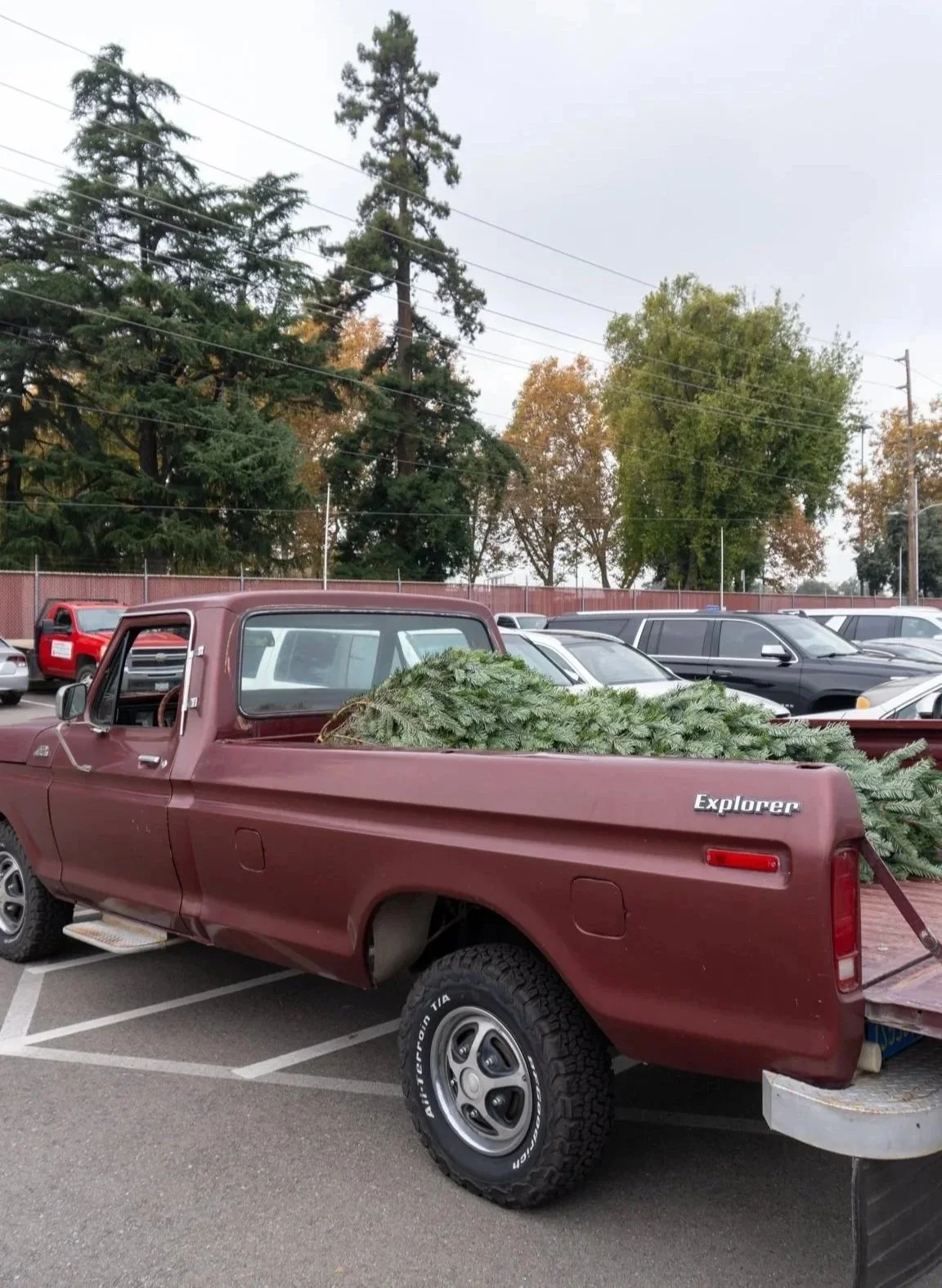 A maroon Ford Explorer pickup truck parked in a parking lot with a large pine tree and other vehicles in the background, carrying a load of fresh cut christmas trees in the truck bed.