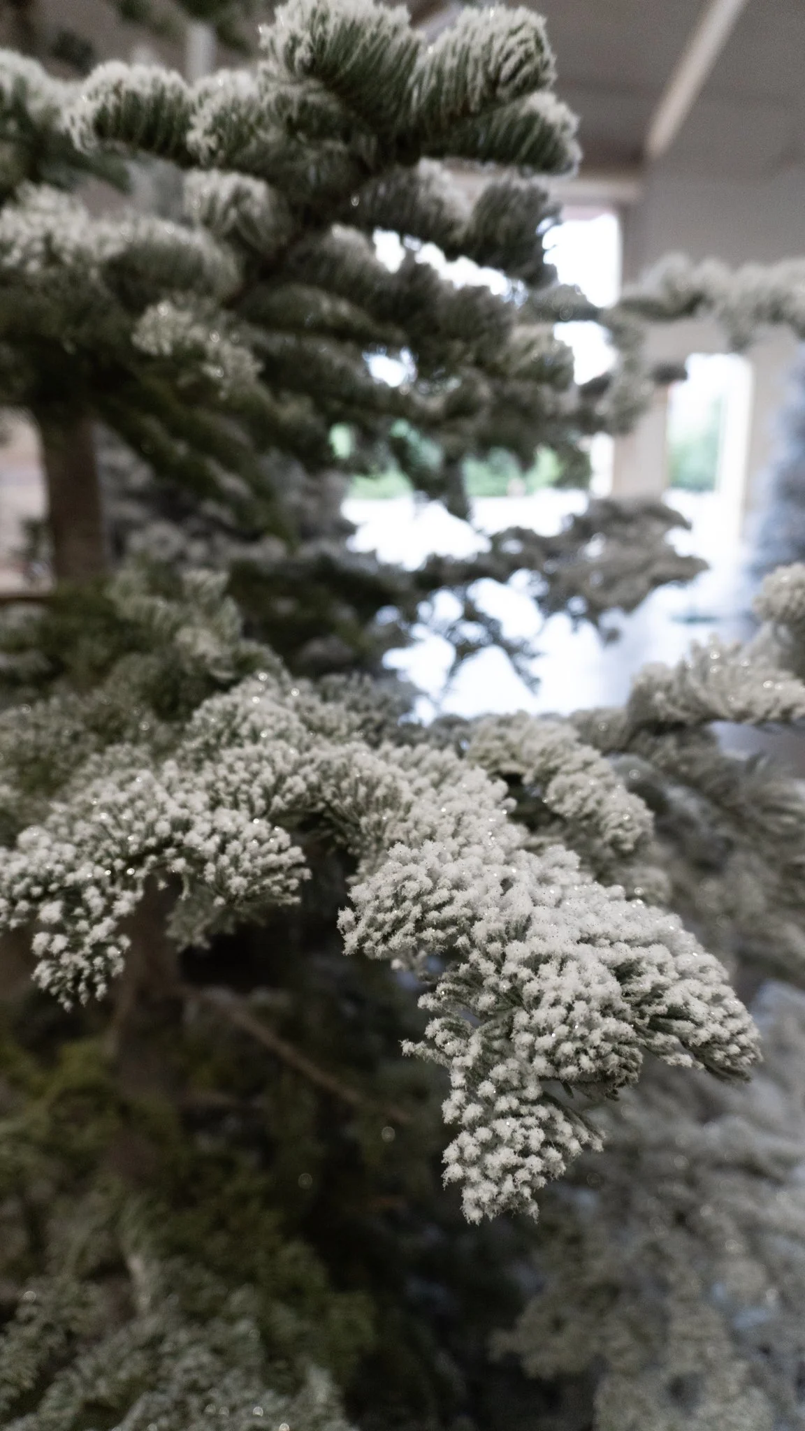 Close-up of frosted pine tree branches with snow or ice, indoors with slightly blurred background.