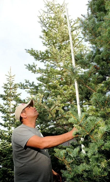 A man in a gray shirt and baseball cap standing next to a tall fresh cut christmas tree, inspecting or reaching towards the branches on a clear day.