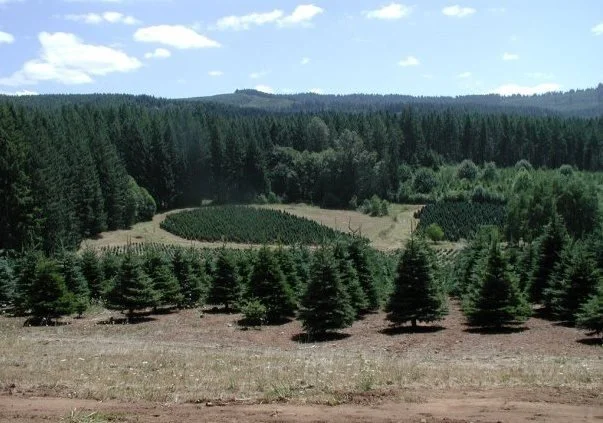 Kintigh's Christmas Tree photo.jpg