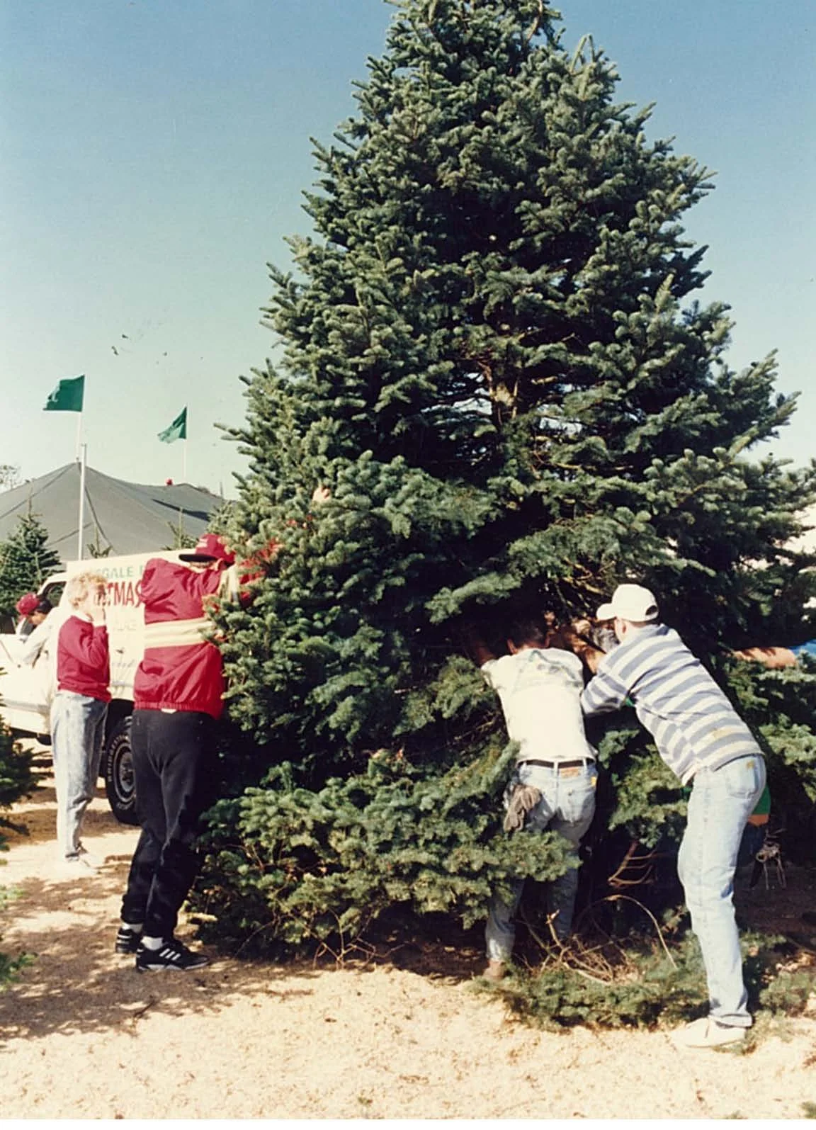 People planting a large Christmas tree outdoors during daytime.
