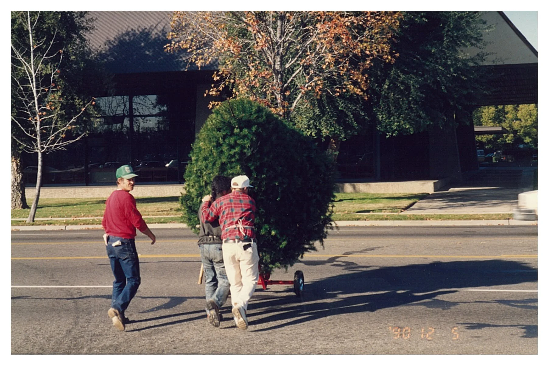 Three people carrying a large tree on a dolly across a city street. The background features trees, a building with reflective windows, and parked cars.