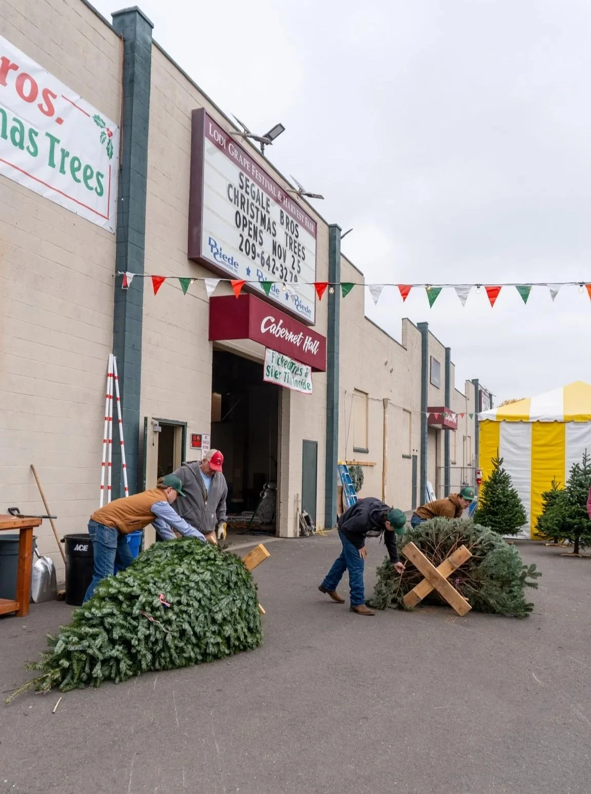People setting up Christmas trees outside a building with a sign that reads 'SEGALE BROS Christmas Trees opens Nov 25.' There are Christmas trees and a yellow and white tent in the background.