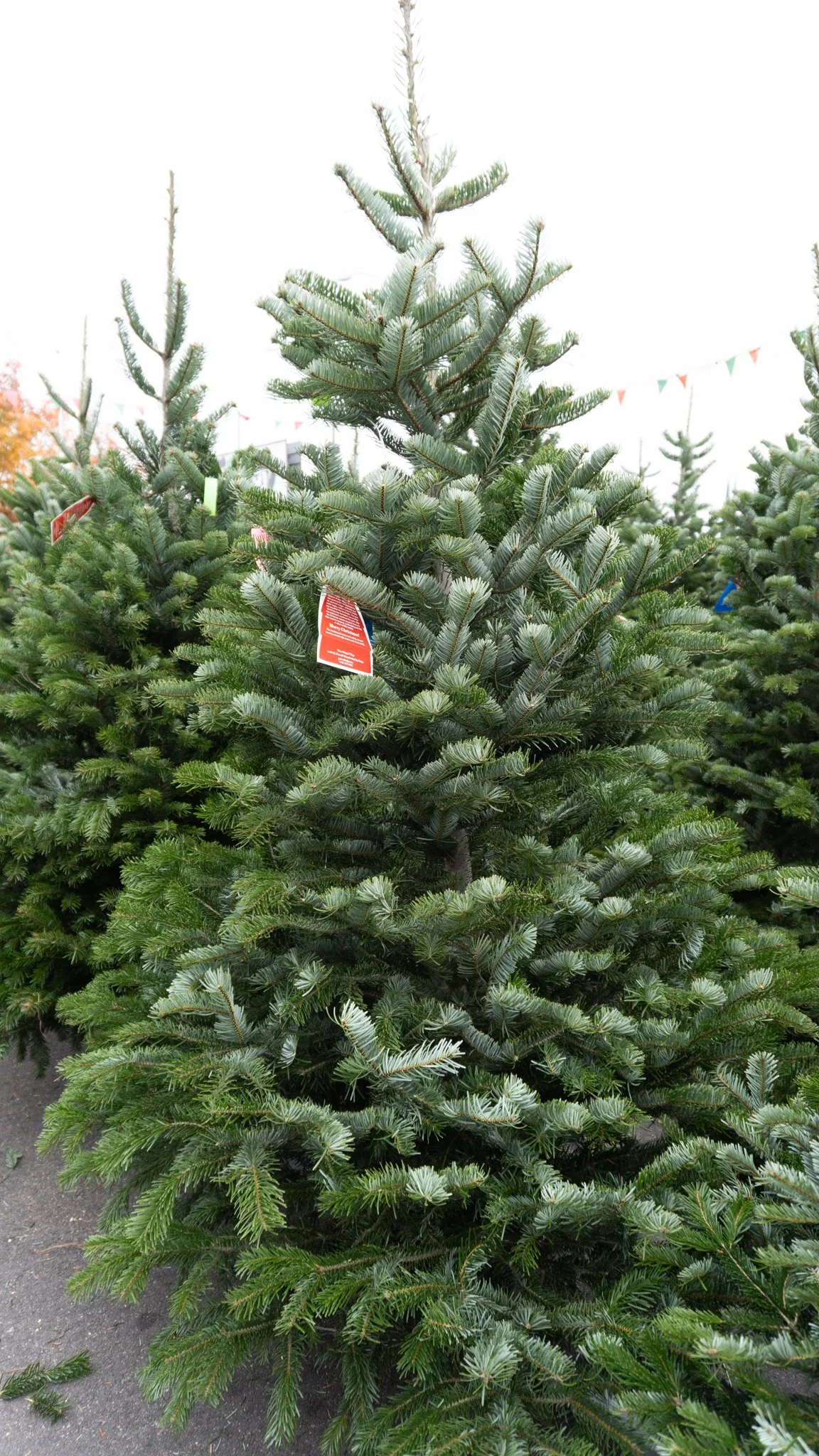 Turkish Fir Christmas Tree, Fresh Cut Turkish Fir, Premium Christmas Trees, Christmas Tree Farm Lodi CA, Best Christmas Trees in California, Long-Lasting Christmas Tree, Real Christmas Tree Near Me, Turkish Fir Tree for Sale