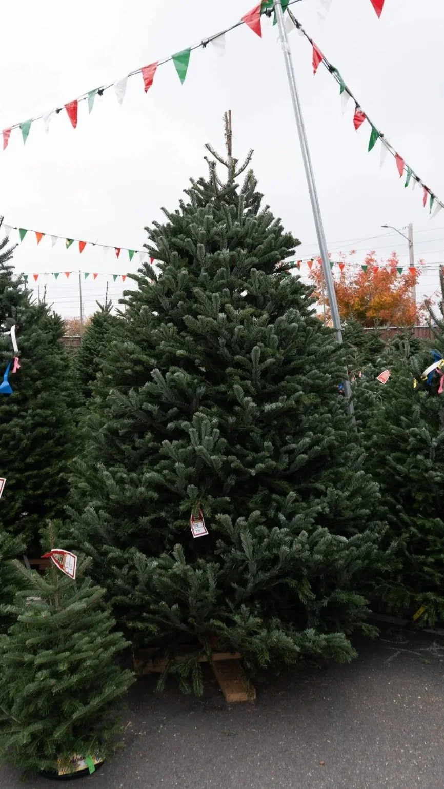 A large Christmas tree outdoors in a tree lot, decorated with green, red, and white bunting flags overhead, surrounded by other evergreen trees for sale.