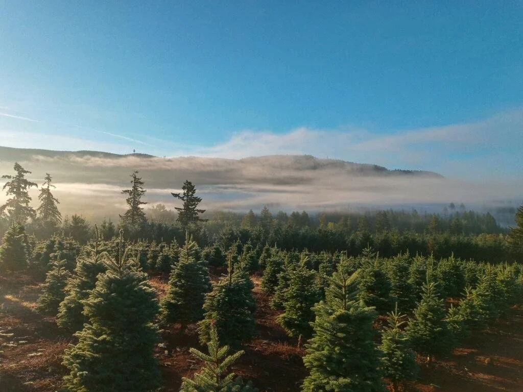 CT fields 1.jpg