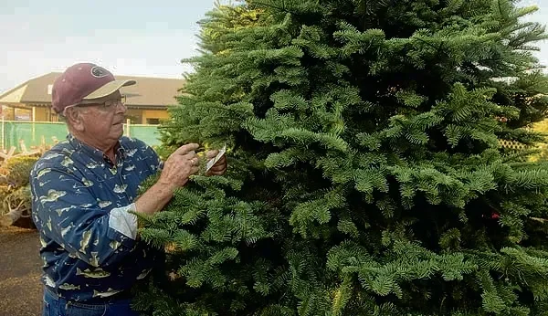 Elderly man with glasses and a hat inspects christmas tree outdoors.