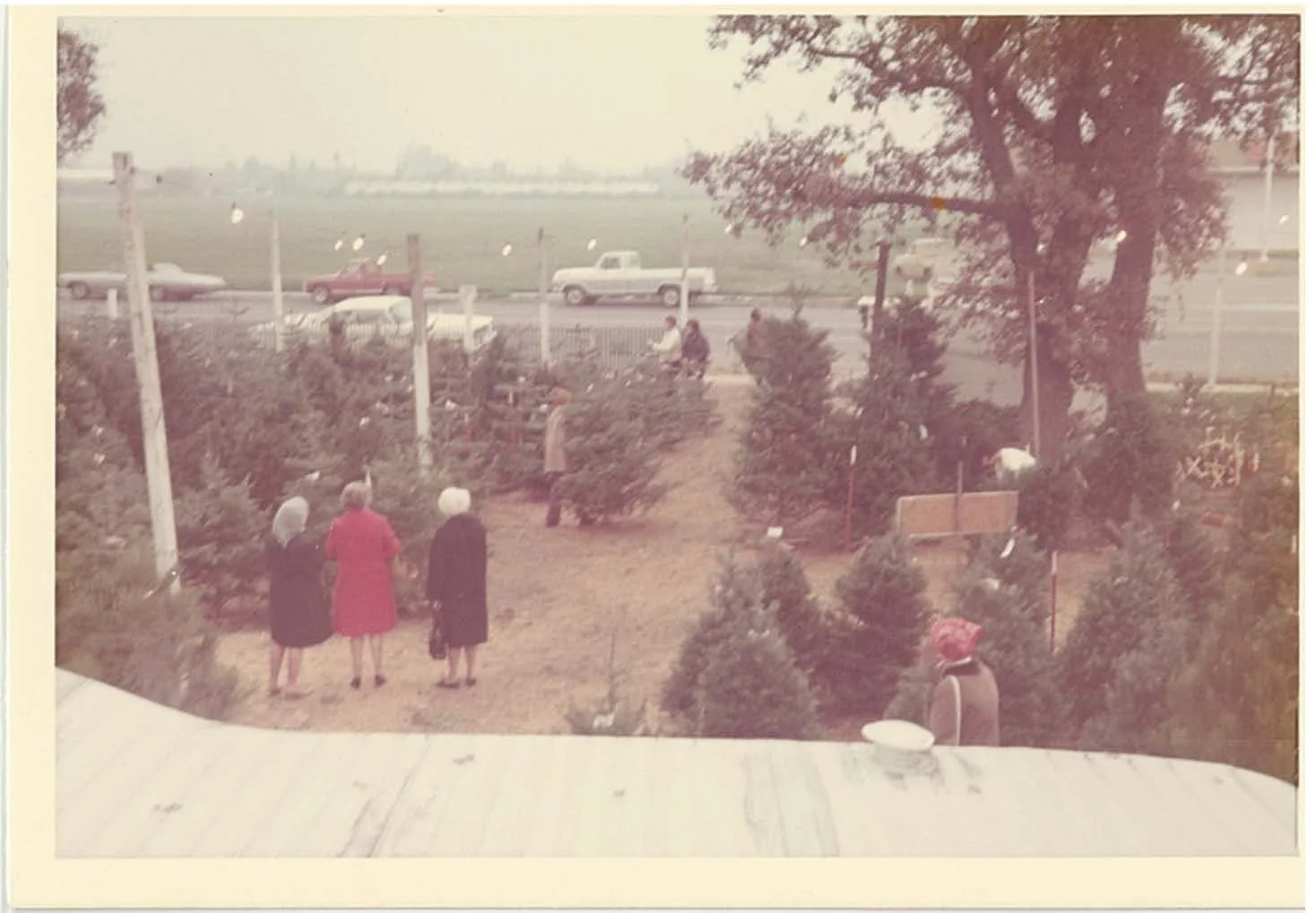 A vintage photo showing three women with gray hair walking in christmas tree lot, with a few people and a dog sitting on benches, a large tree, and a fence separating the garden from a road with several cars, farm fields, and a distant horizon.