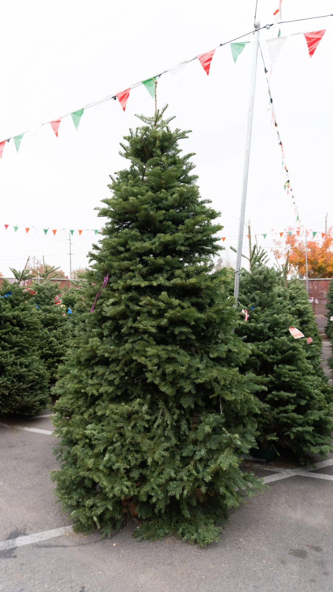 Noble Fir Christmas Tree, Fresh Cut Noble Fir, Real Christmas Trees, Premium Christmas Tree Farm, Christmas Trees in Lodi CA, Fresh Christmas Trees Near Me, Best Christmas Tree for Heavy Ornaments, Long-Lasting Christmas Tree, Noble Fir for Sale