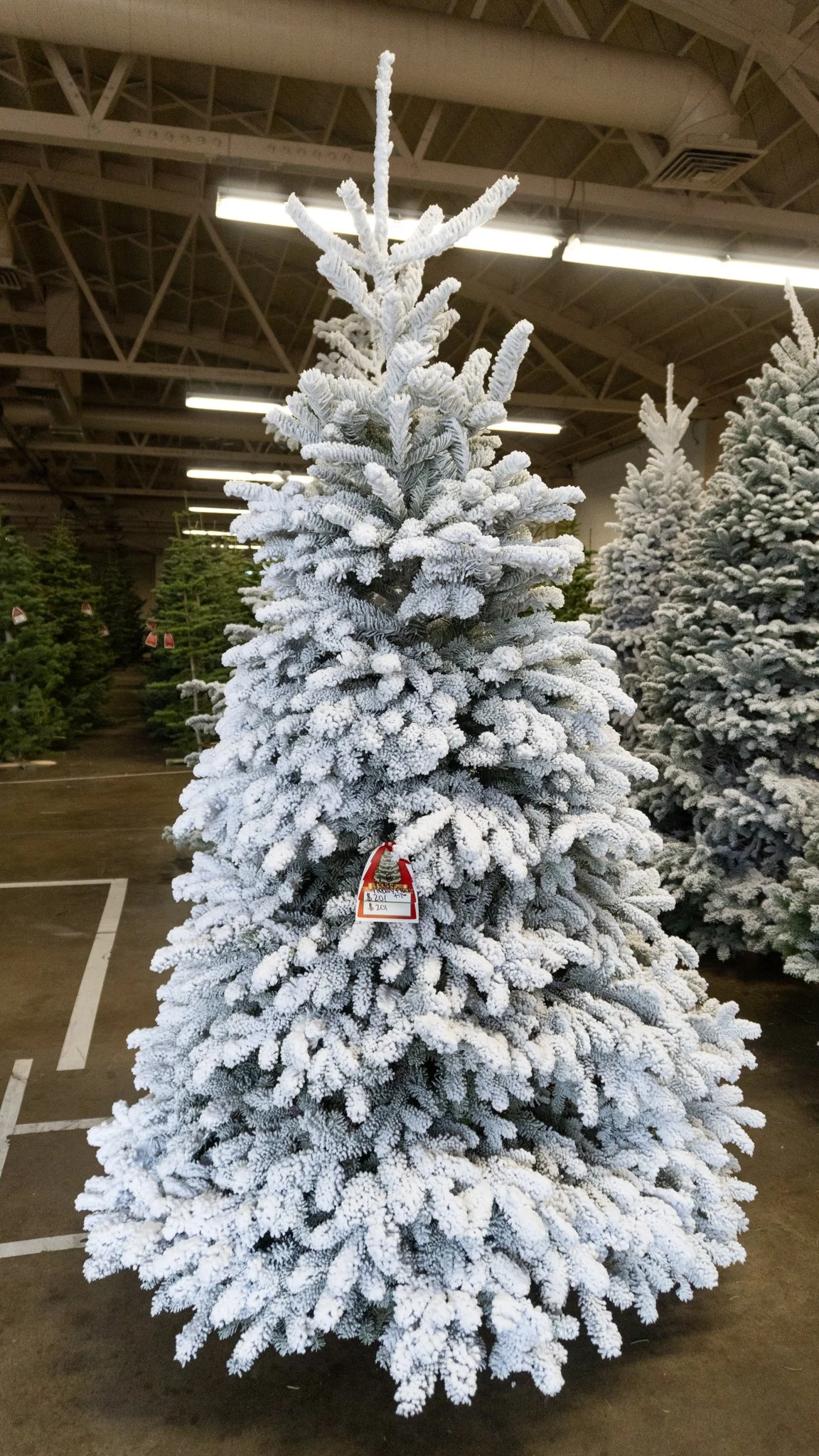 Artificial white snow-covered Christmas tree on display in a store with other green trees in the background.