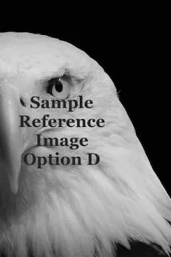 Commission an Eagle Painting (option D)