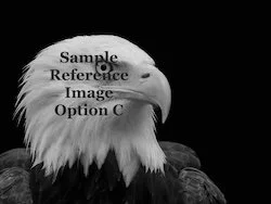 Commission an Eagle Painting (option C)