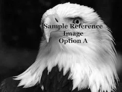 Commission an Eagle Painting (option A)