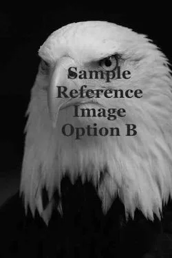 Commission an Eagle Painting (option B)