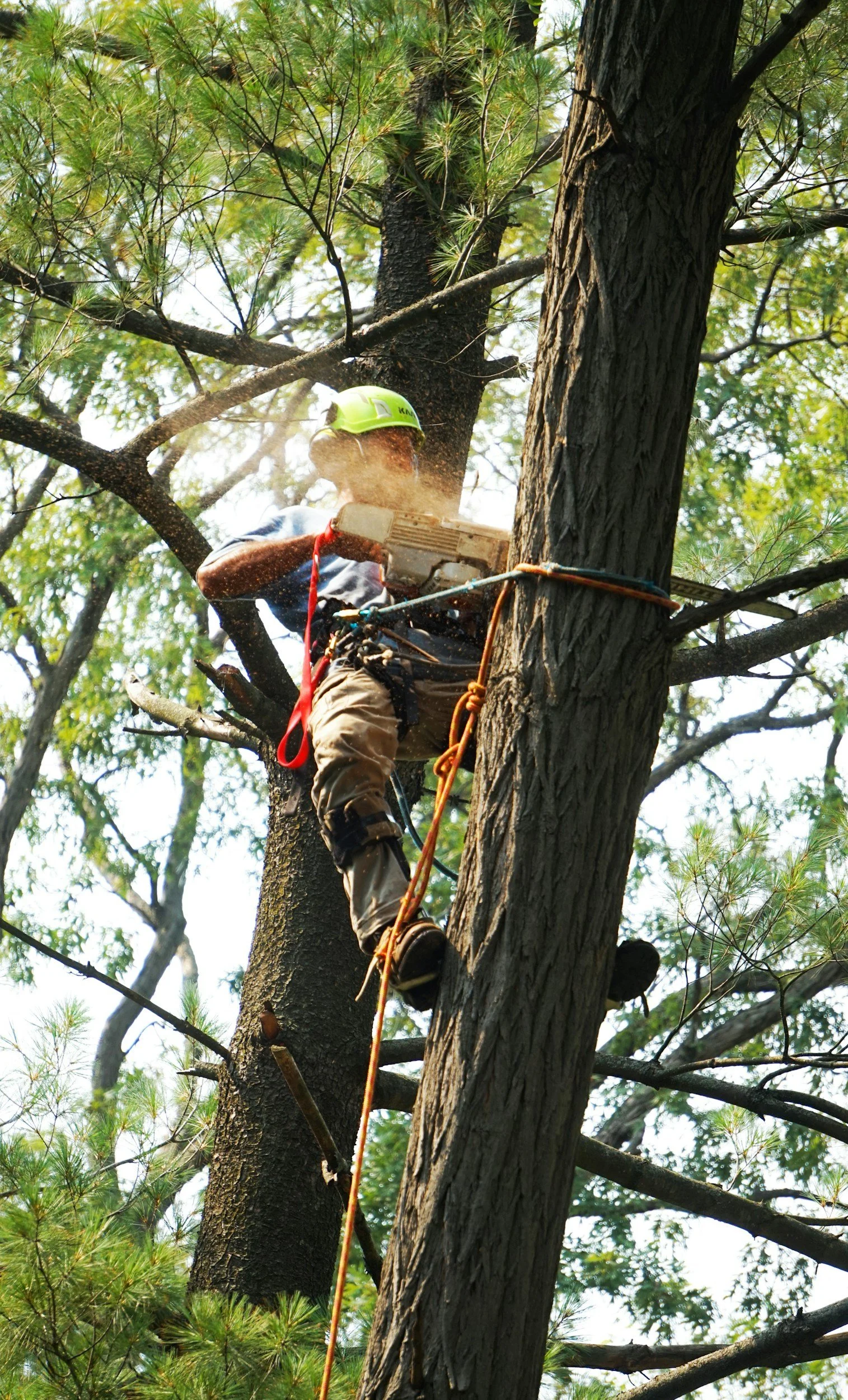 A person wearing a green safety helmet and climbing gear is trimming a tall tree with a chainsaw while secured with ropes and harnesses.