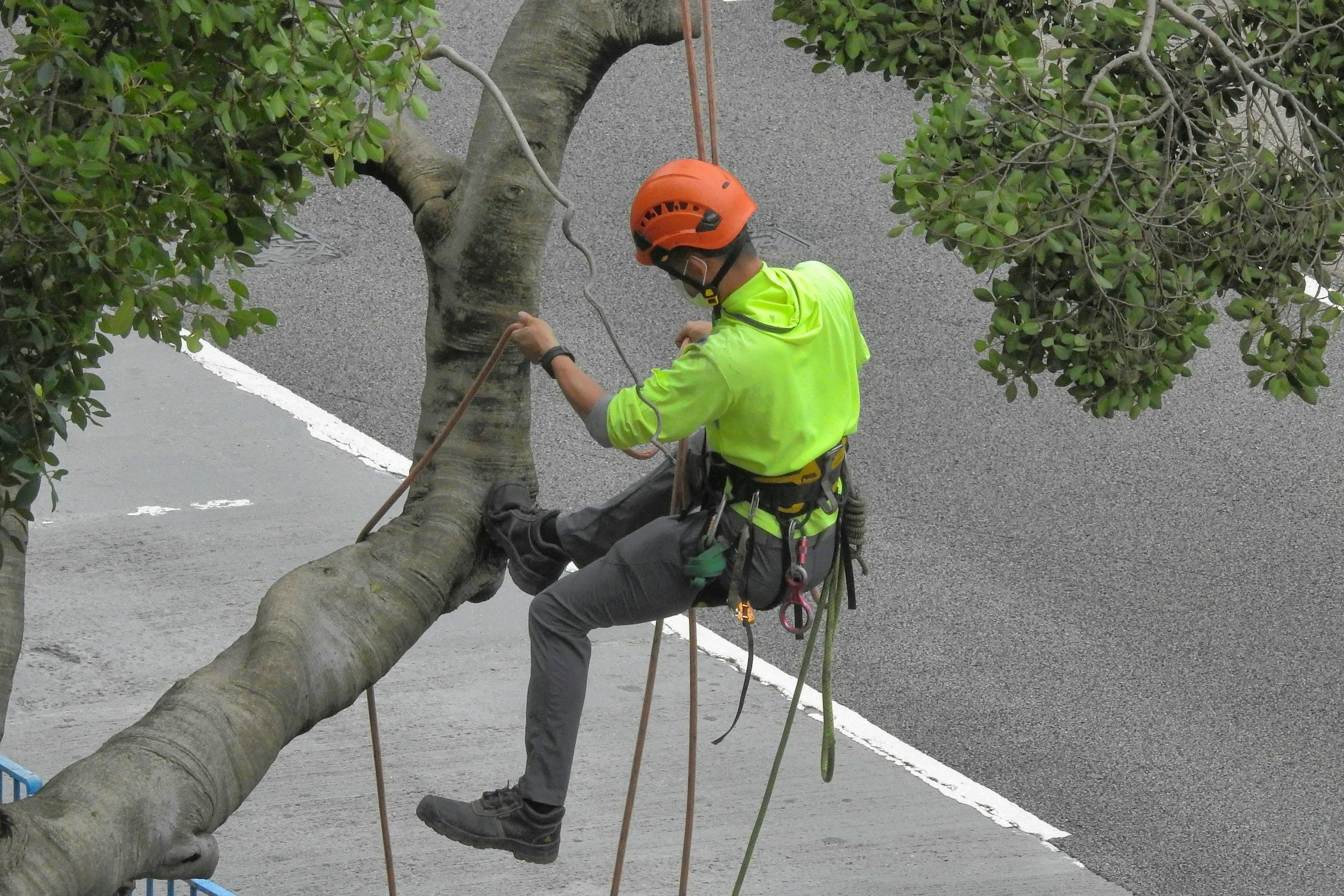 A worker wearing a yellow safety jacket, a helmet, and safety harness is trimming or inspecting a large tree on a paved roadway.