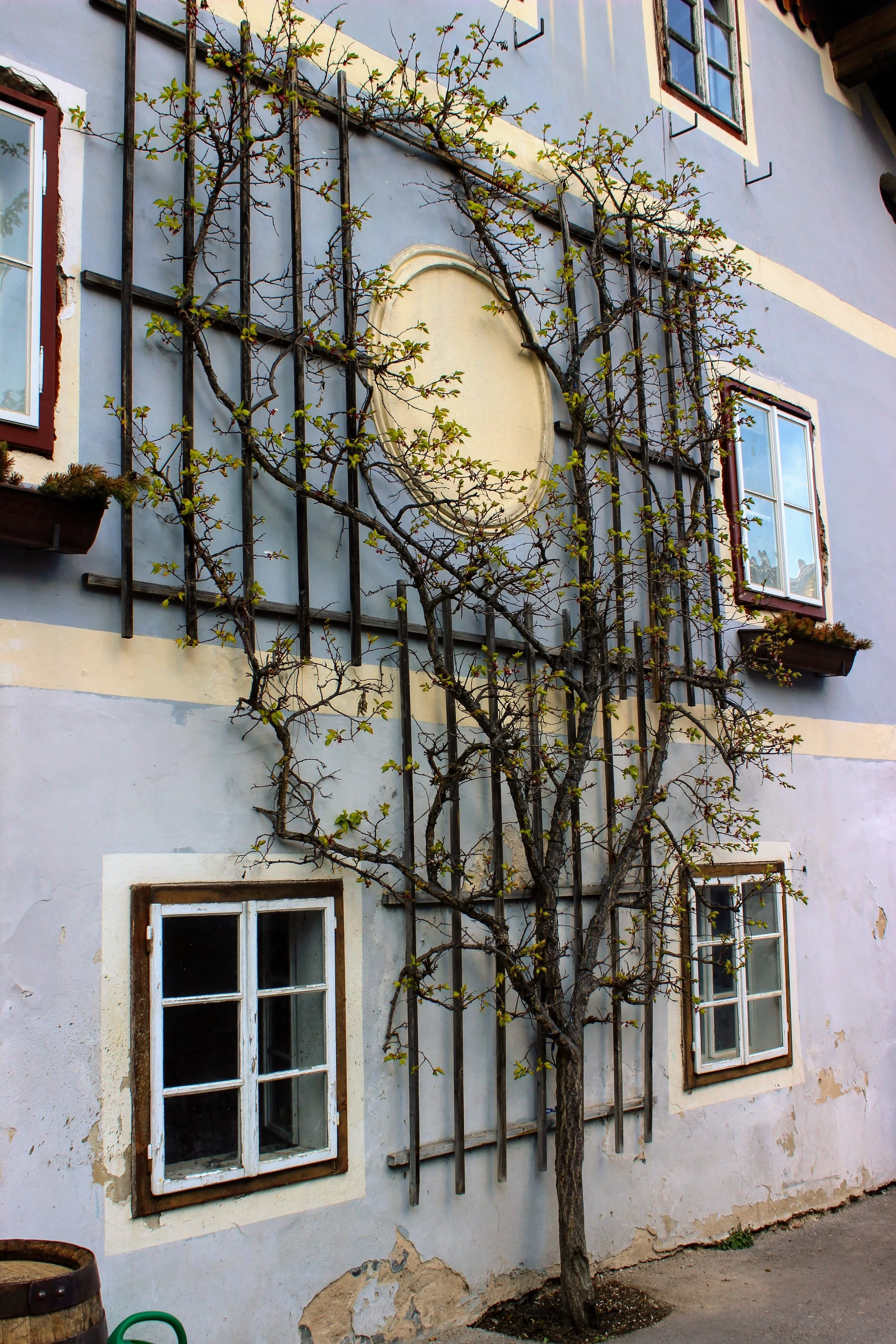 An old building with faded white and blue walls, multiple windows with white and brown frames, a leafless tree in front, and a pile of dirt at the bottom.