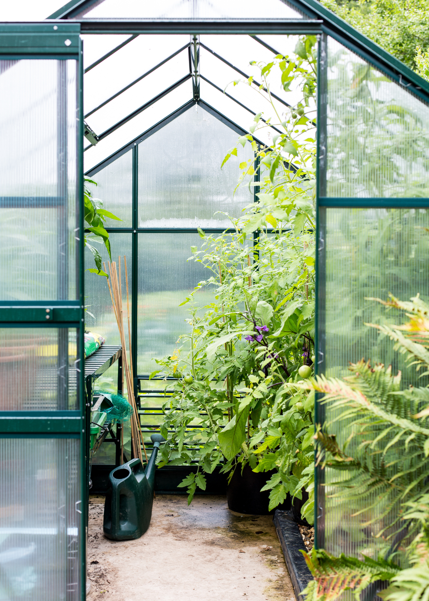 Inside a greenhouse filled with lush green plants and vegetables, with gardening tools and supplies on shelves to the left, and watering cans on the floor.