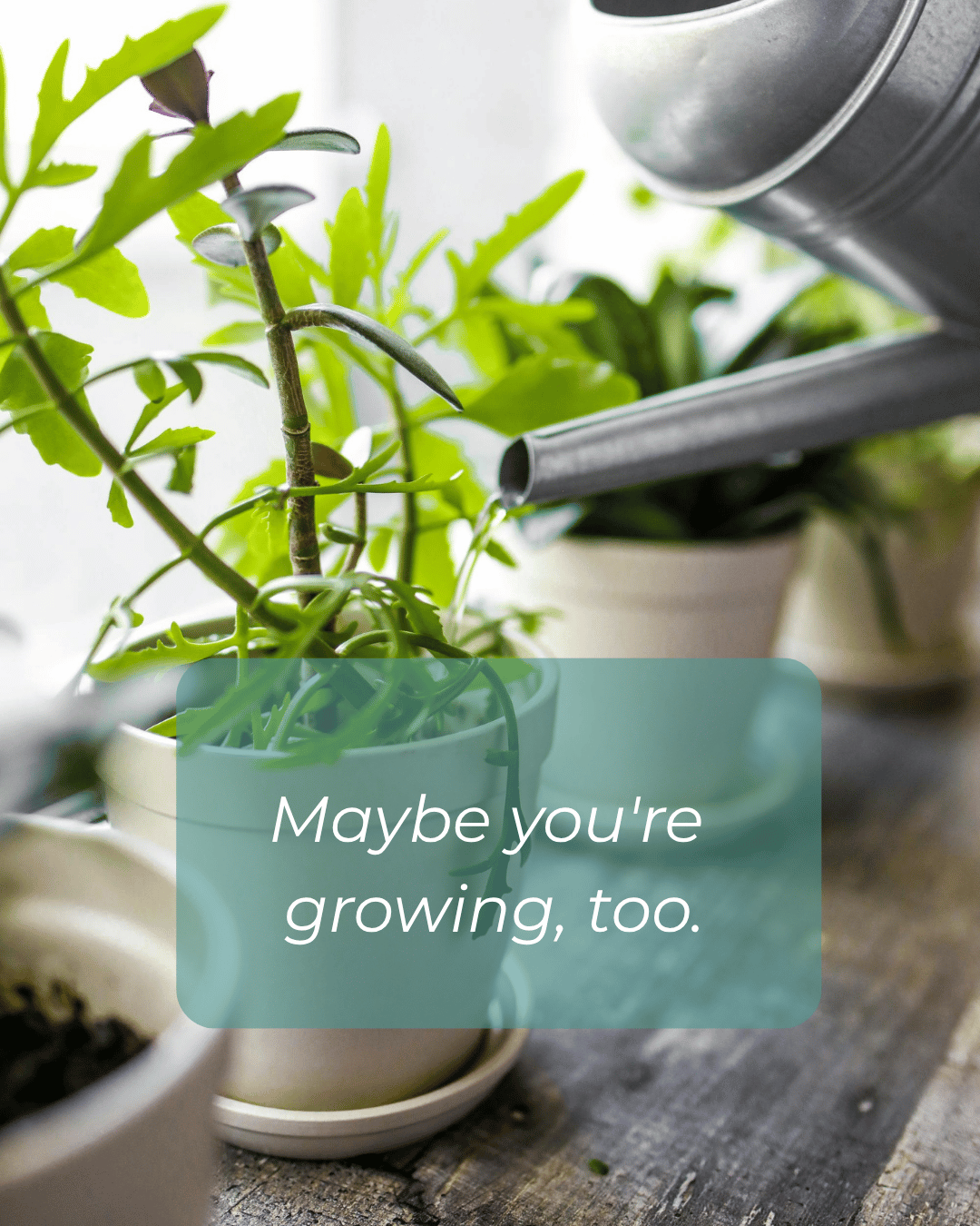 Close-up of a watering can watering potted green plants indoors, with a message overlay stating, "Maybe you're growing, too."