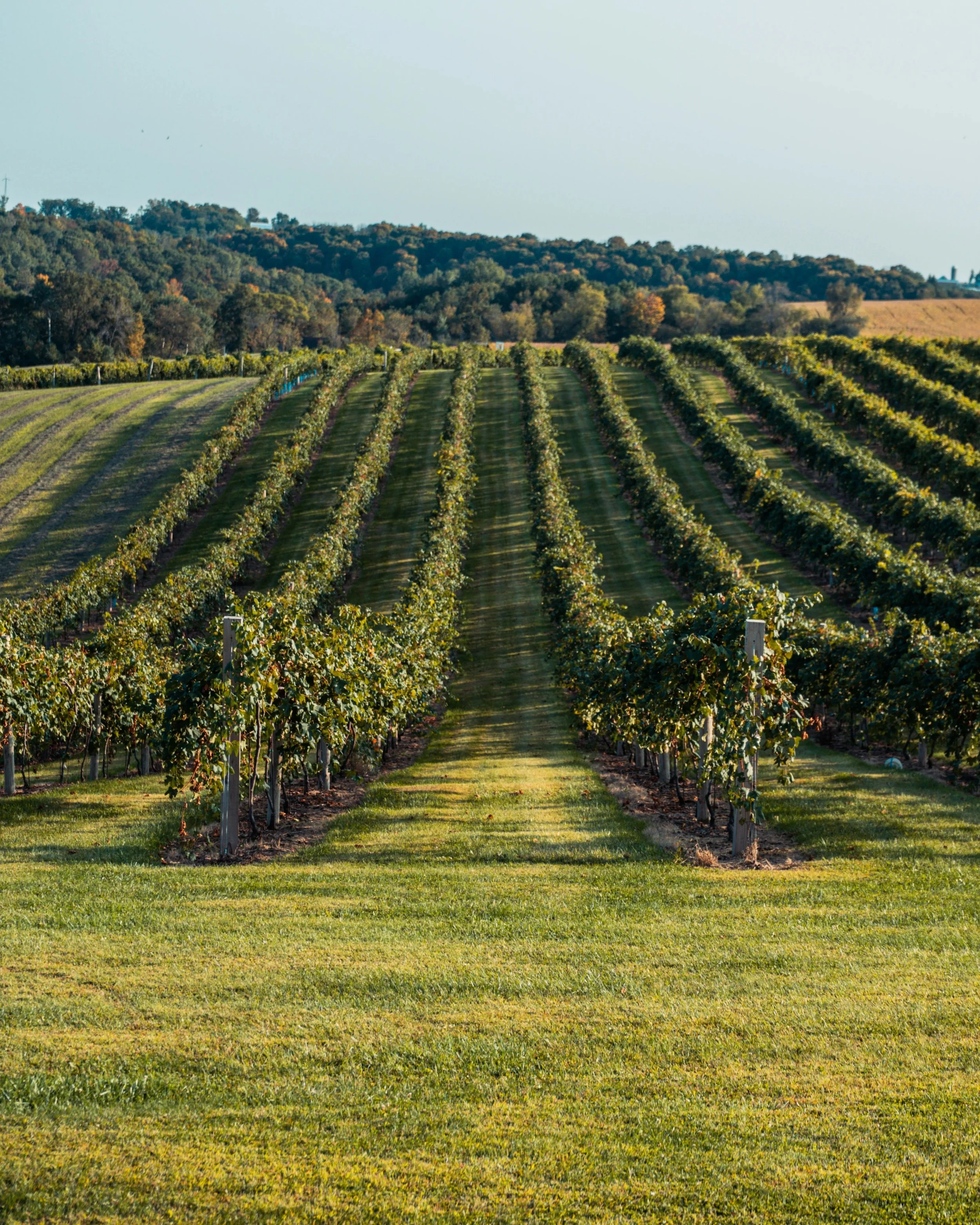 San Diego Wine Tour