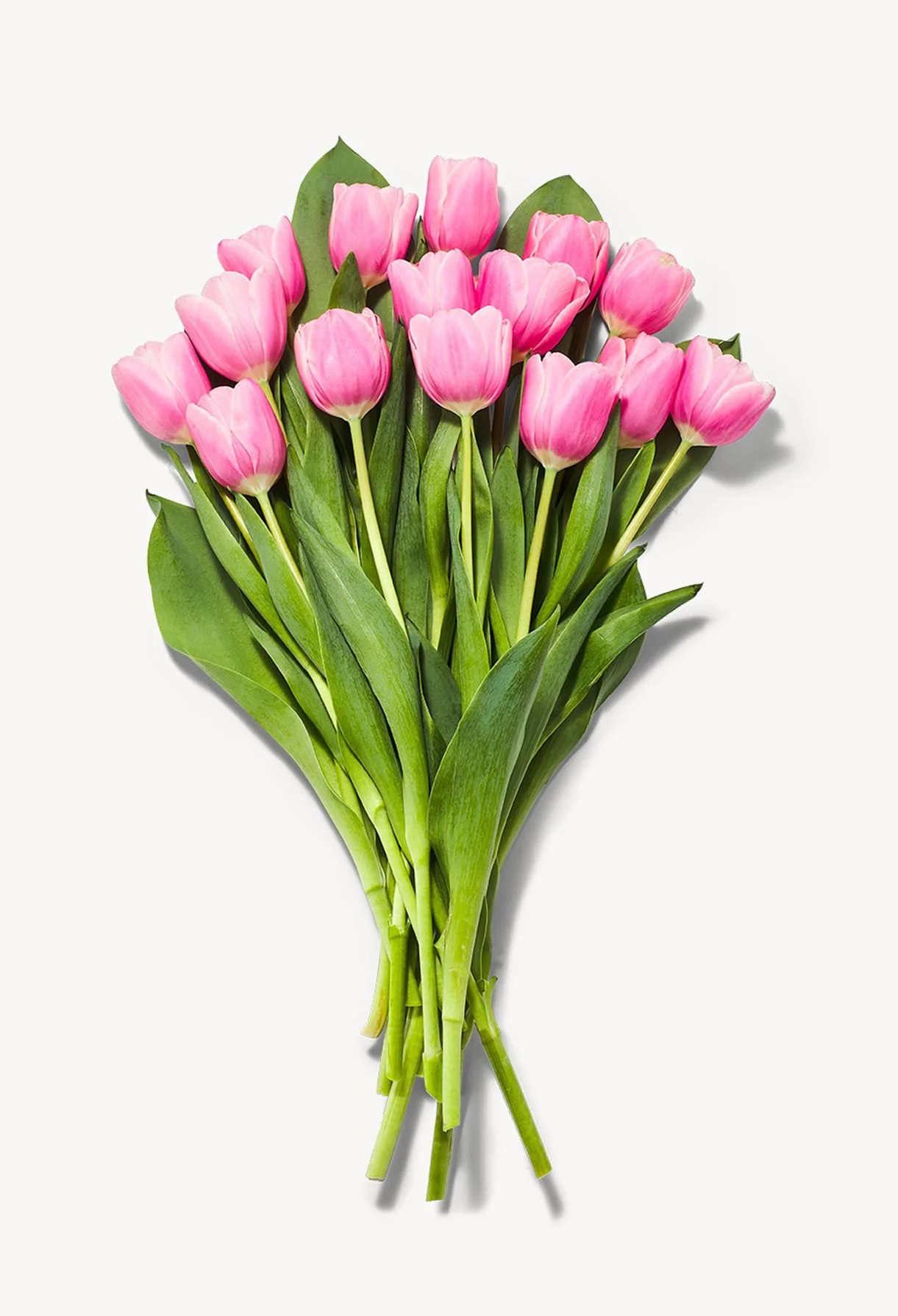 HopeMeriwether_AD_WFM_Tulips.jpg